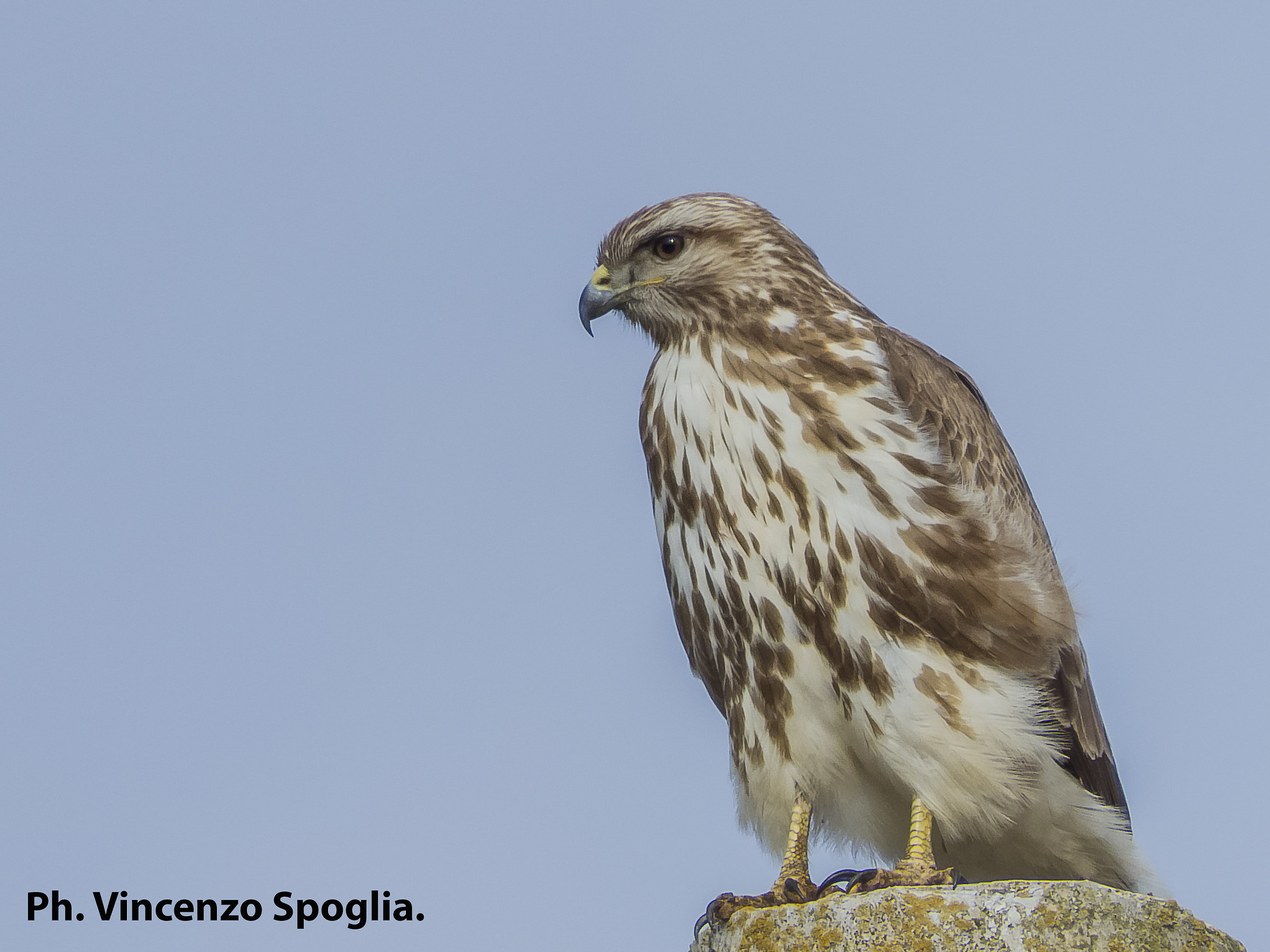 Bonelli's eagle or buzzard?
