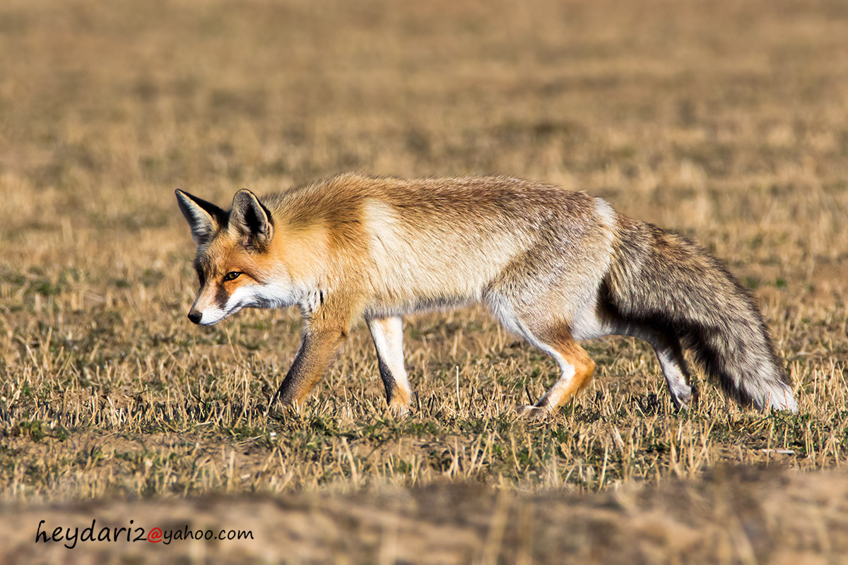 red fox