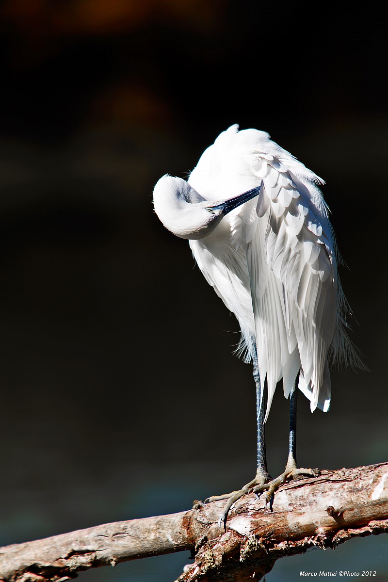 Egretta Garzetta