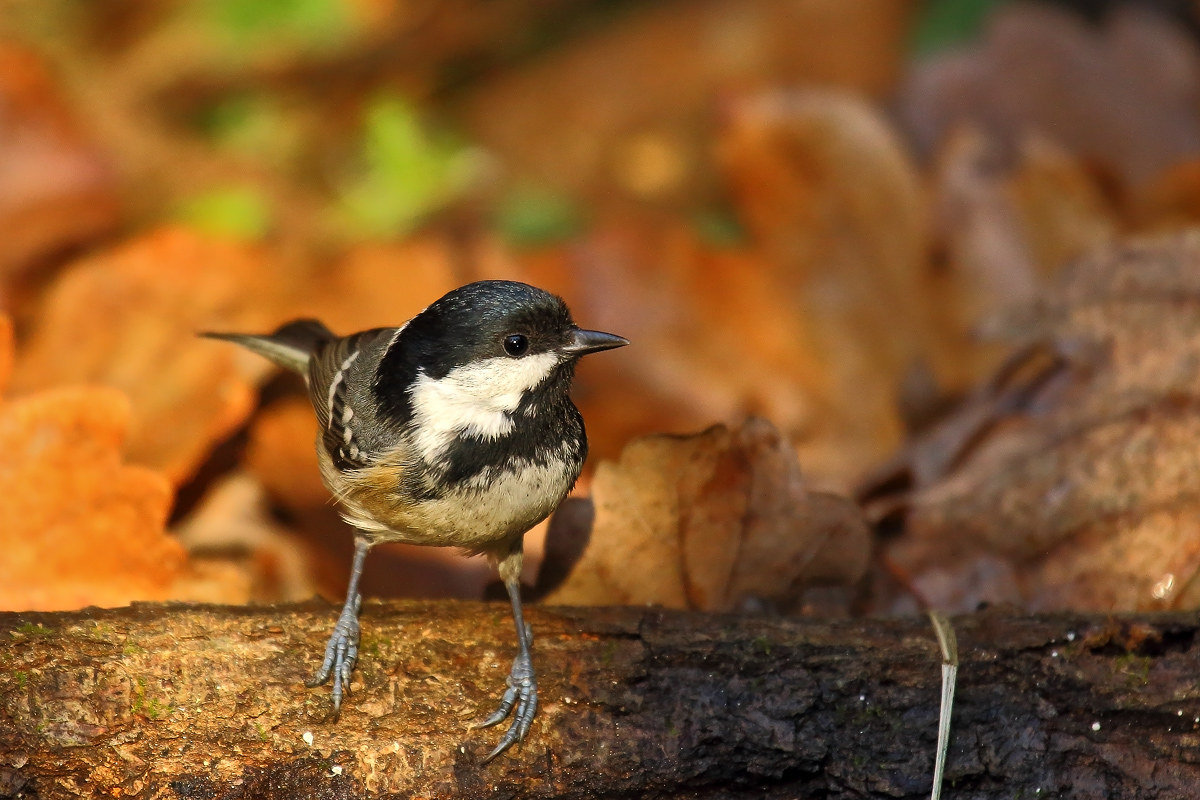coal tit