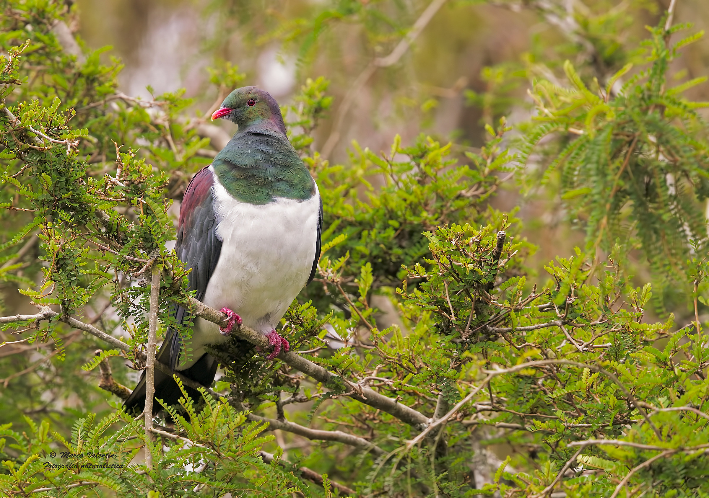The colors of the pigeon