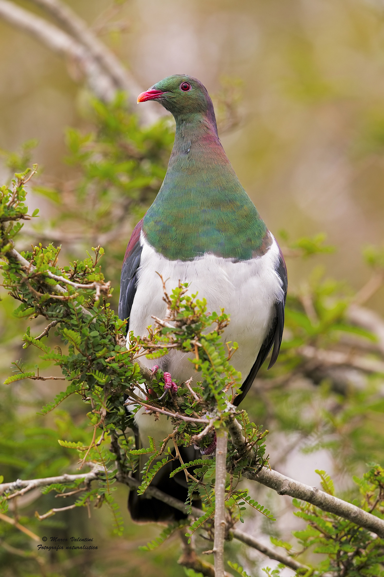 The colors of the pigeon - 2