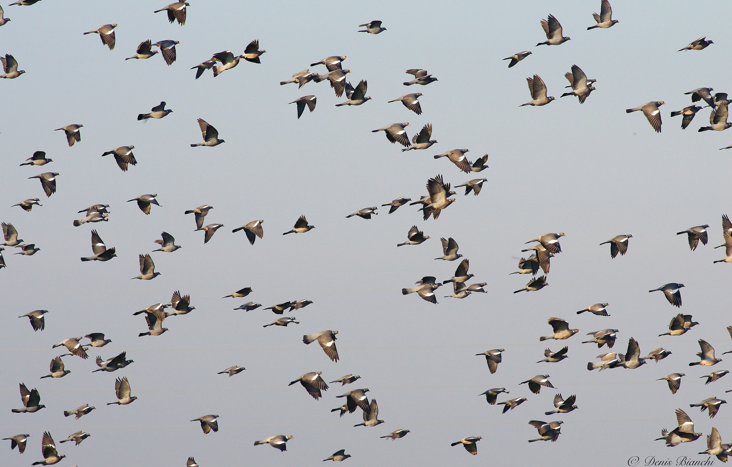 Pigeons in migration