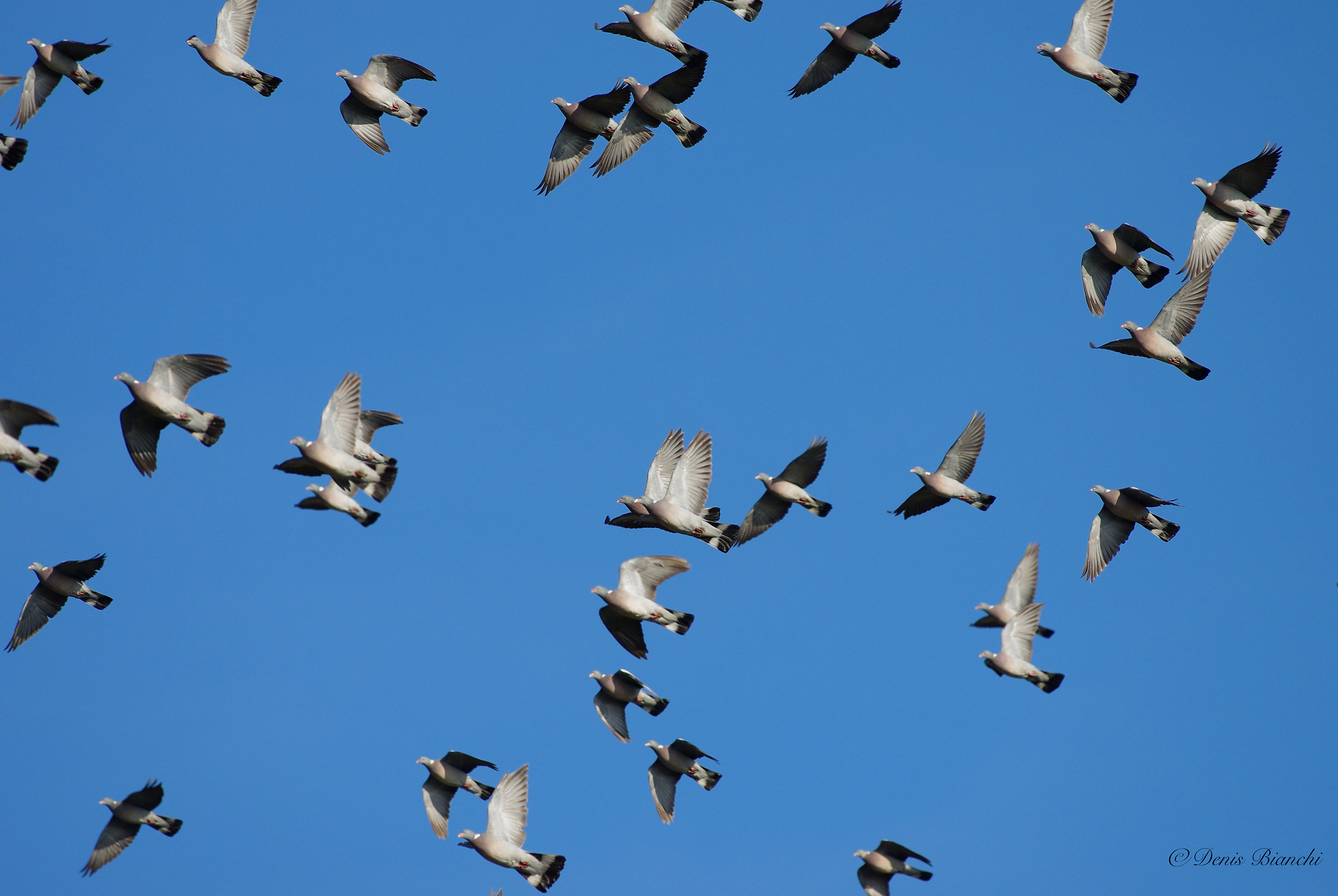 Pigeons in migration