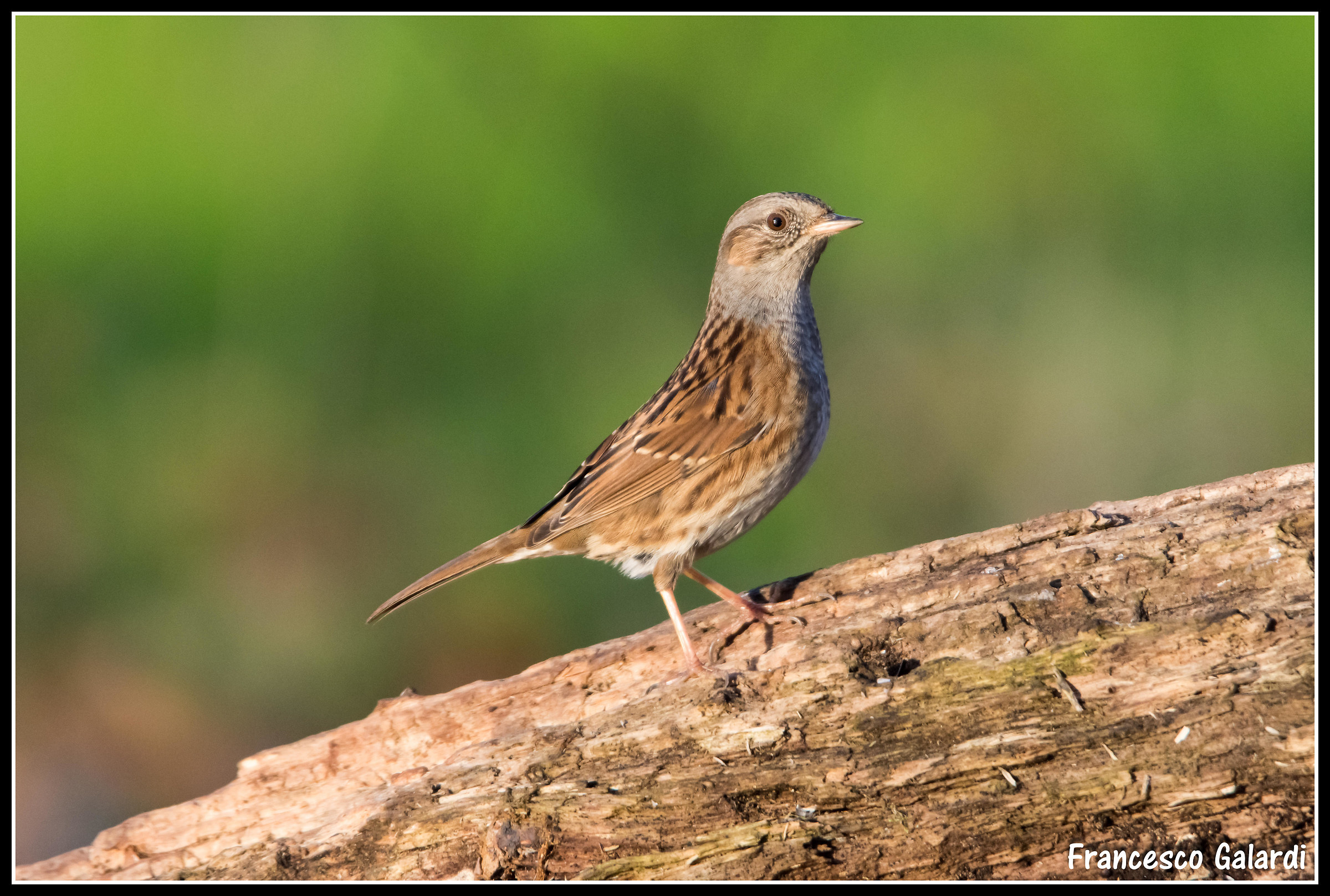Dunnock - Dunnock