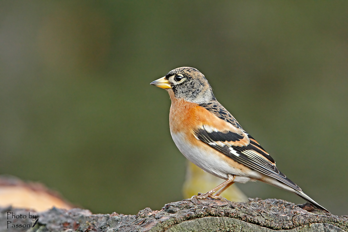 Brambling!