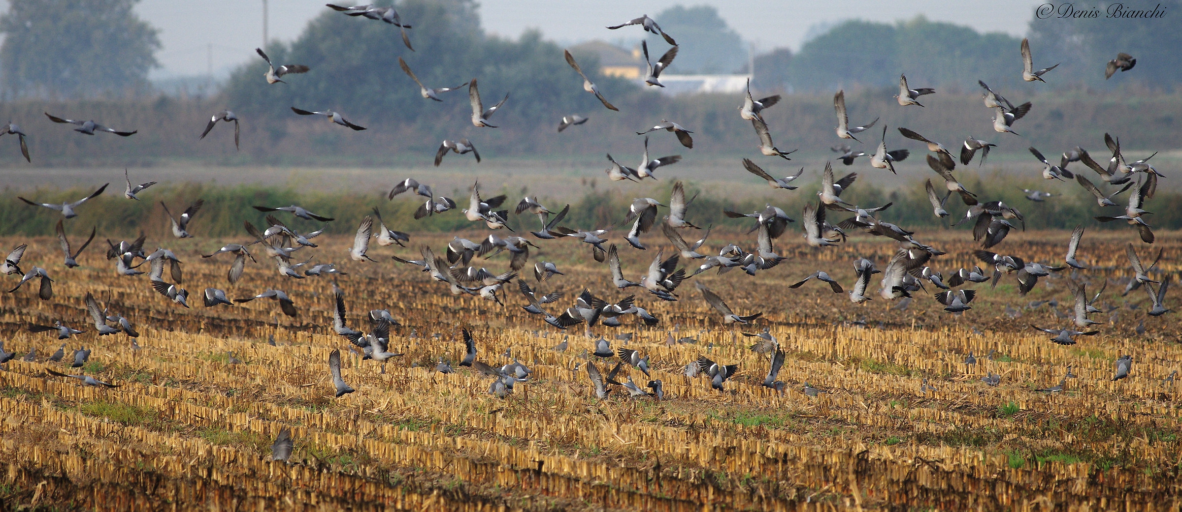 Pigeons in corn