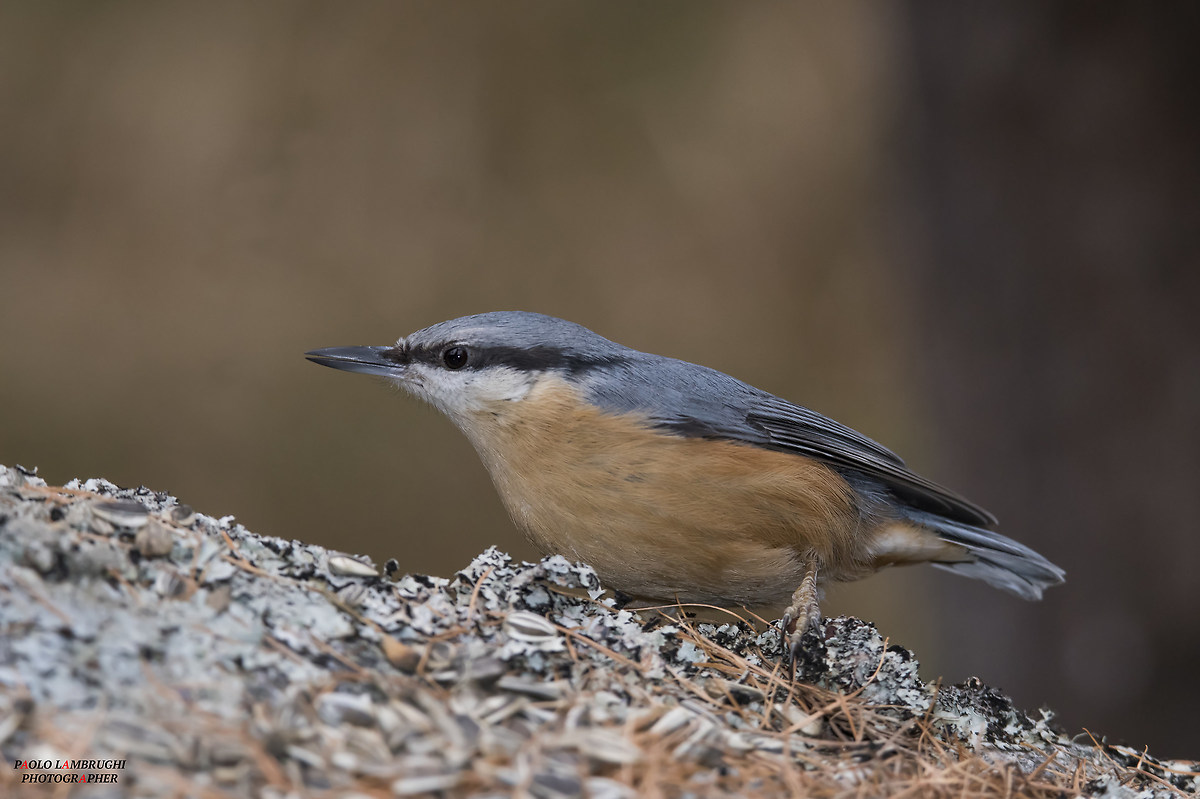 nuthatch