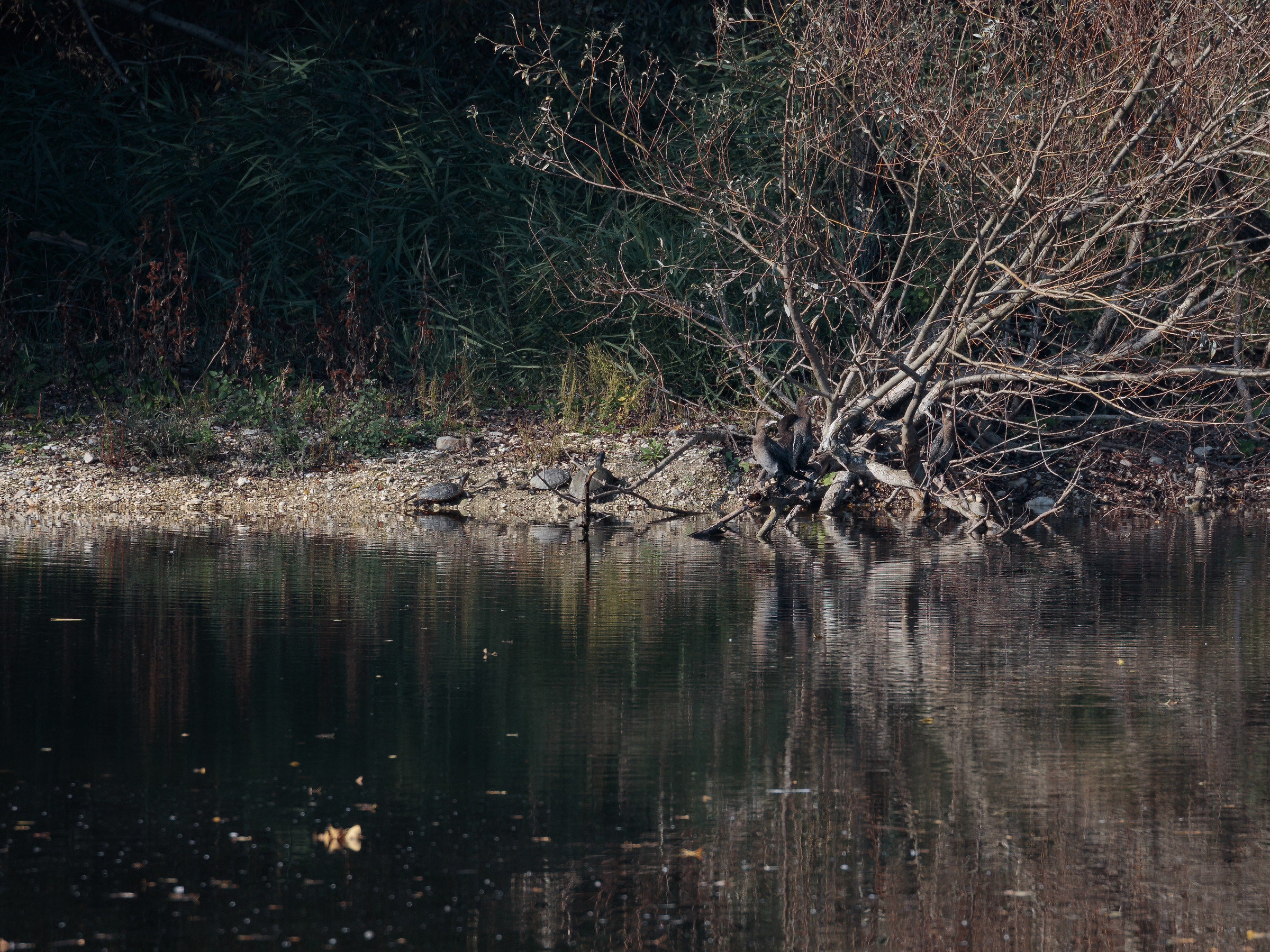 Canon 5Dsr+100-400ISII crop m4/3