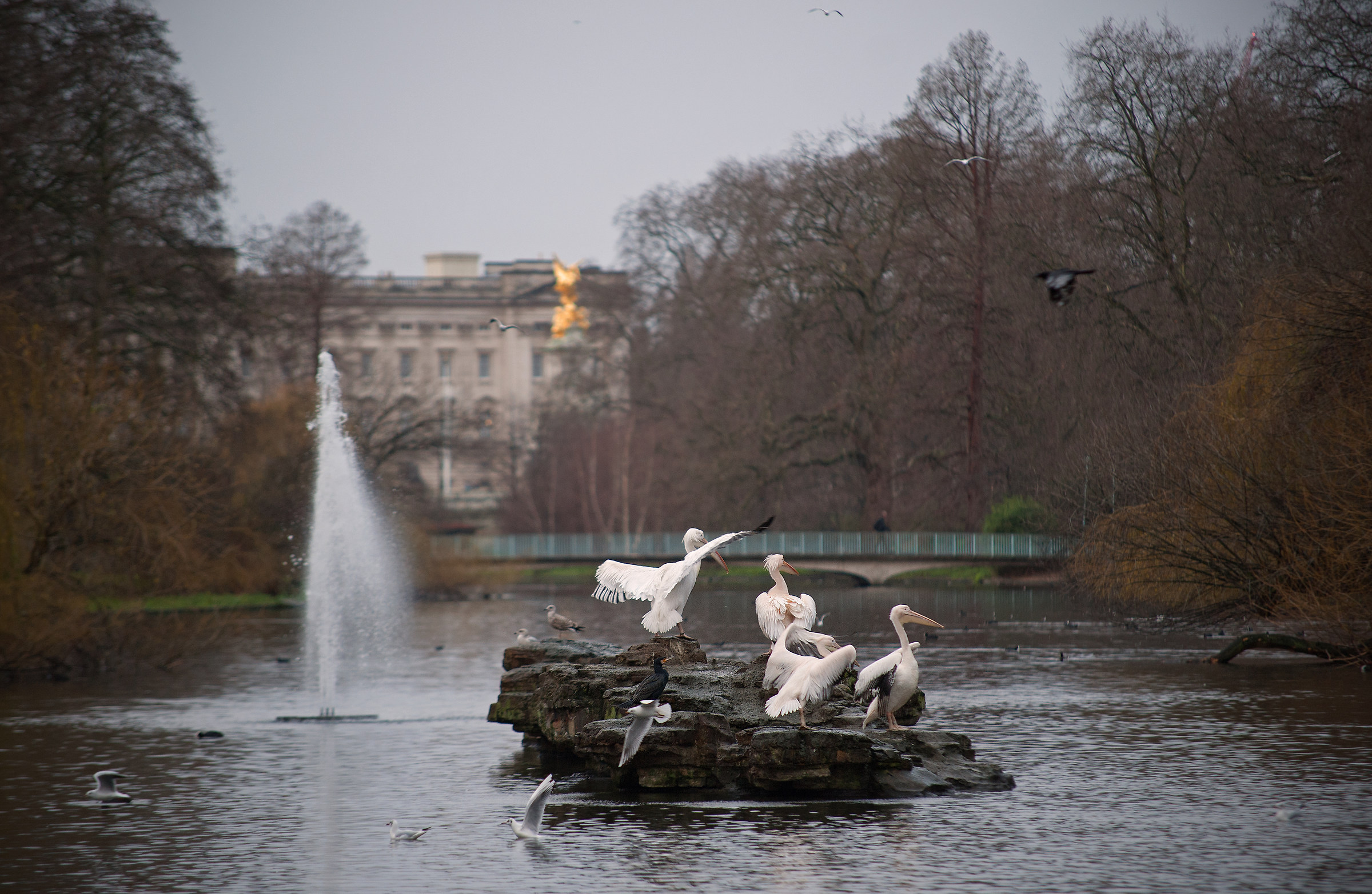 The Pelicans of St James, with Buckingham Palace