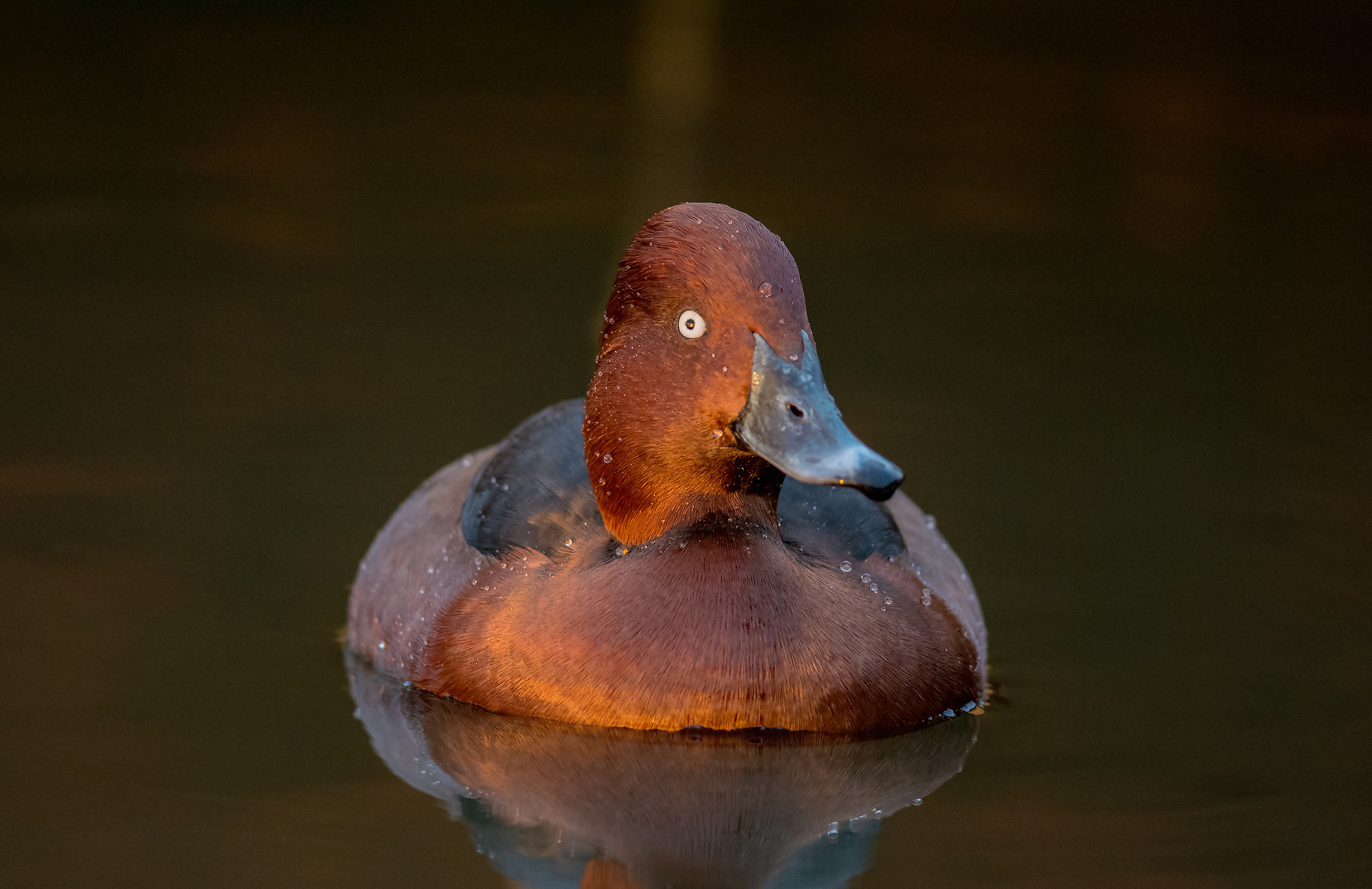 Moretta tabbaccata (m)