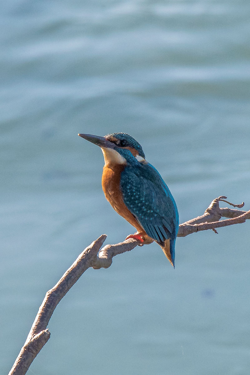 Alcedo atthis (Martin pescatore)