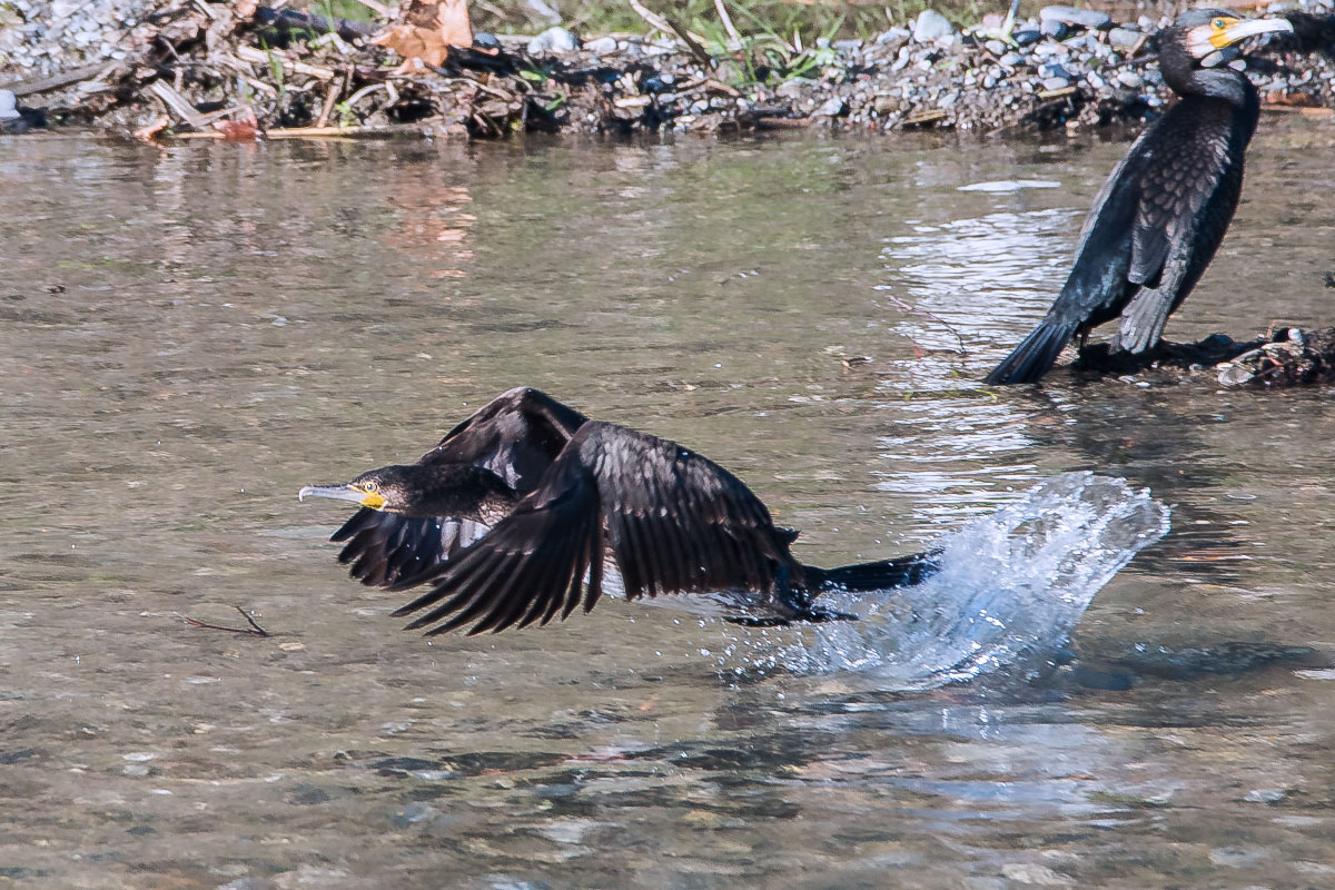 Phalacrocorax carbo (Cormorano)
