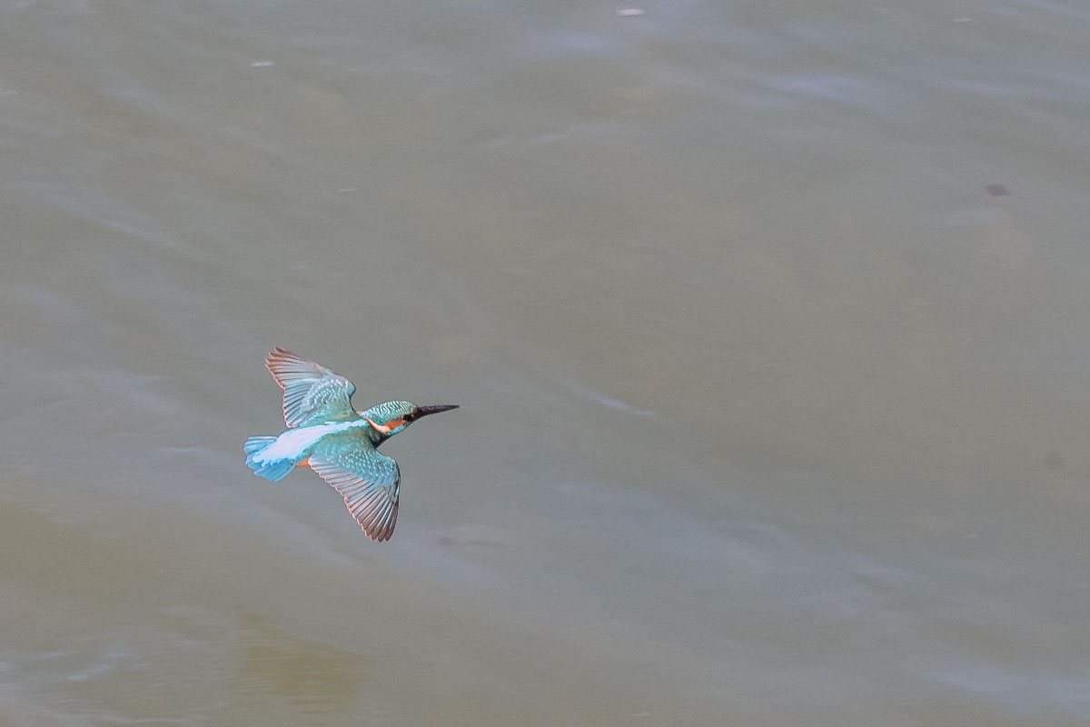 Alcedo atthis (Martin pescatore)