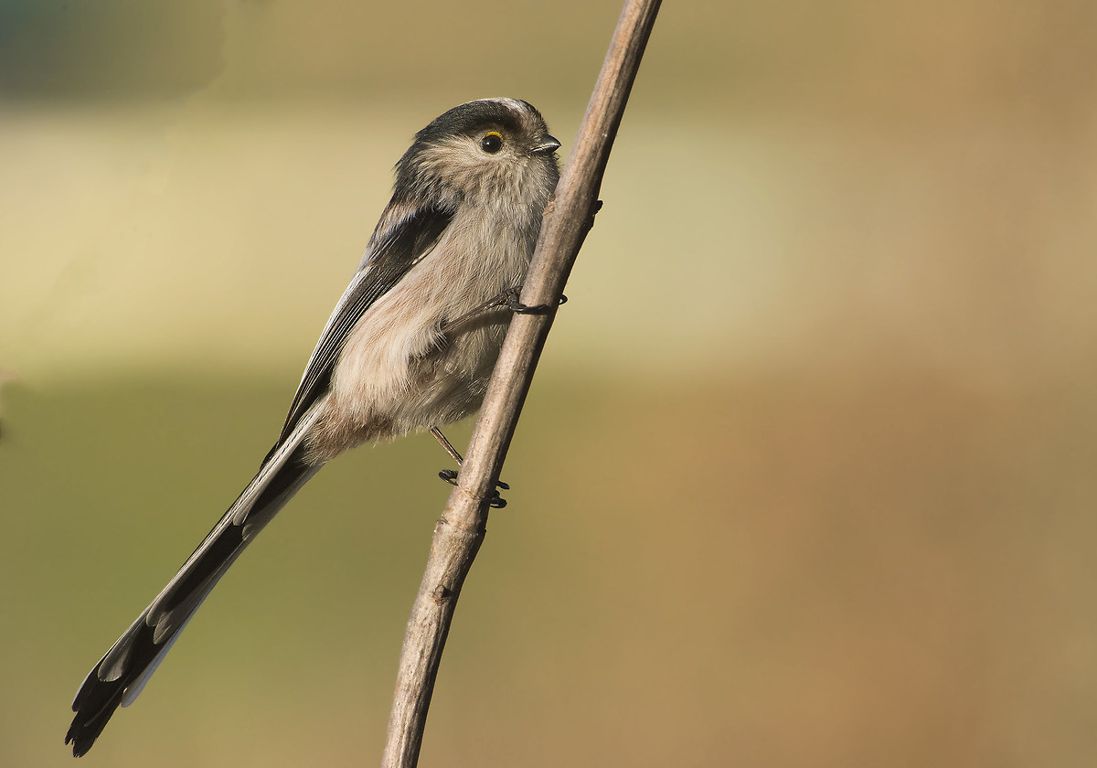 codibugnolo at sunset