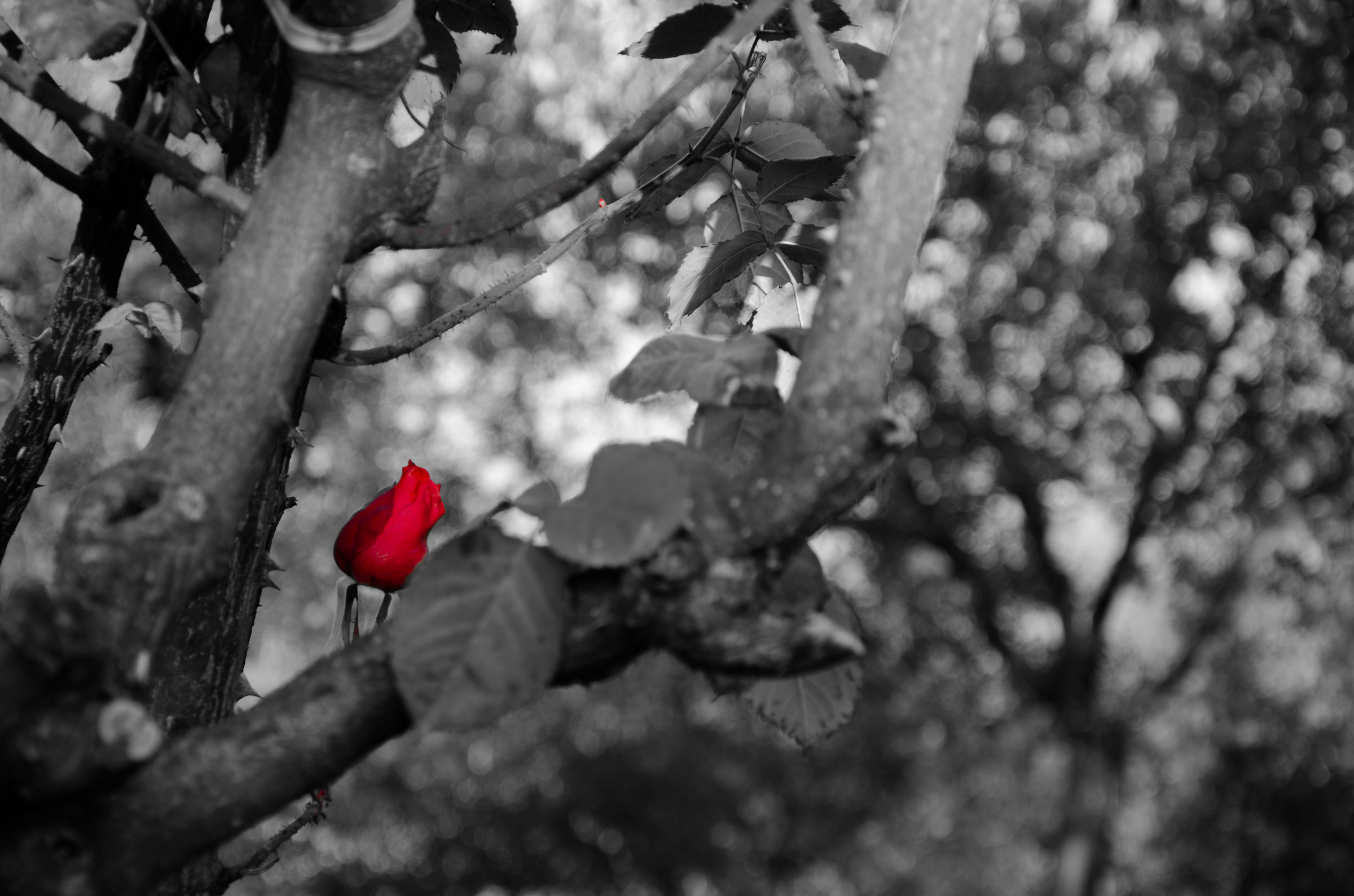 Una rossa in mezzo a...