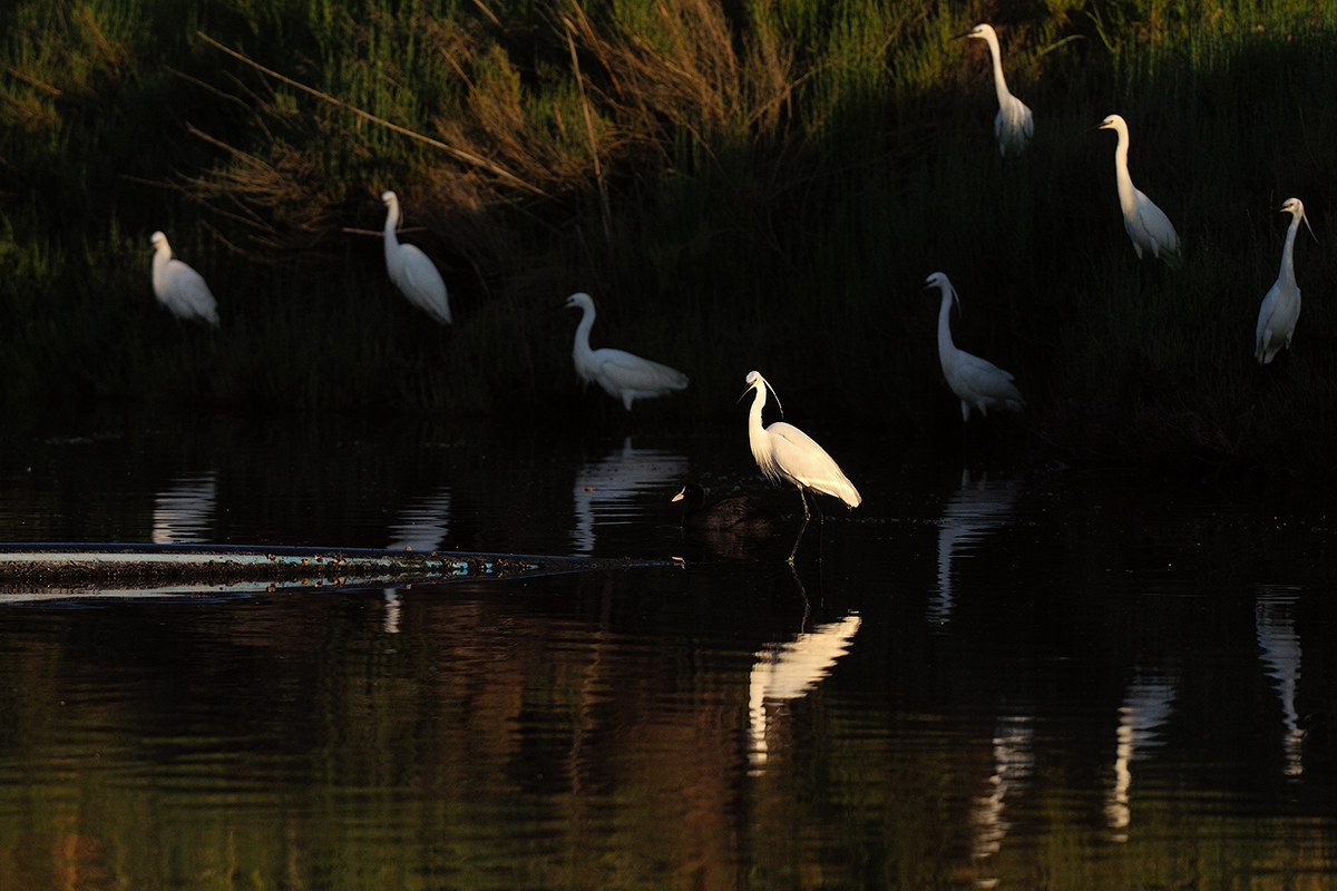 Egrets