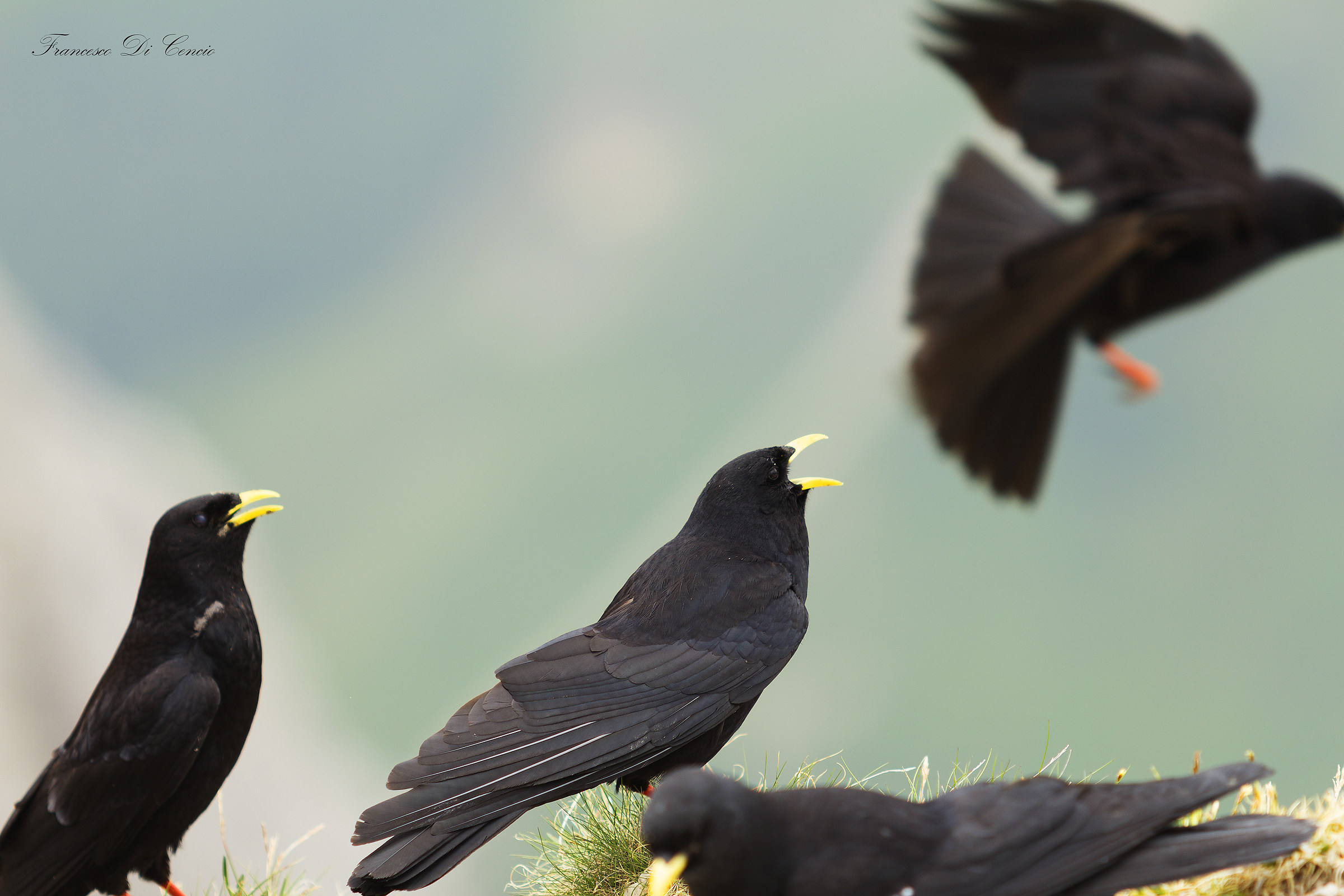 Gracchio Alpino sul Kaiserjager verso il Lagazuoi