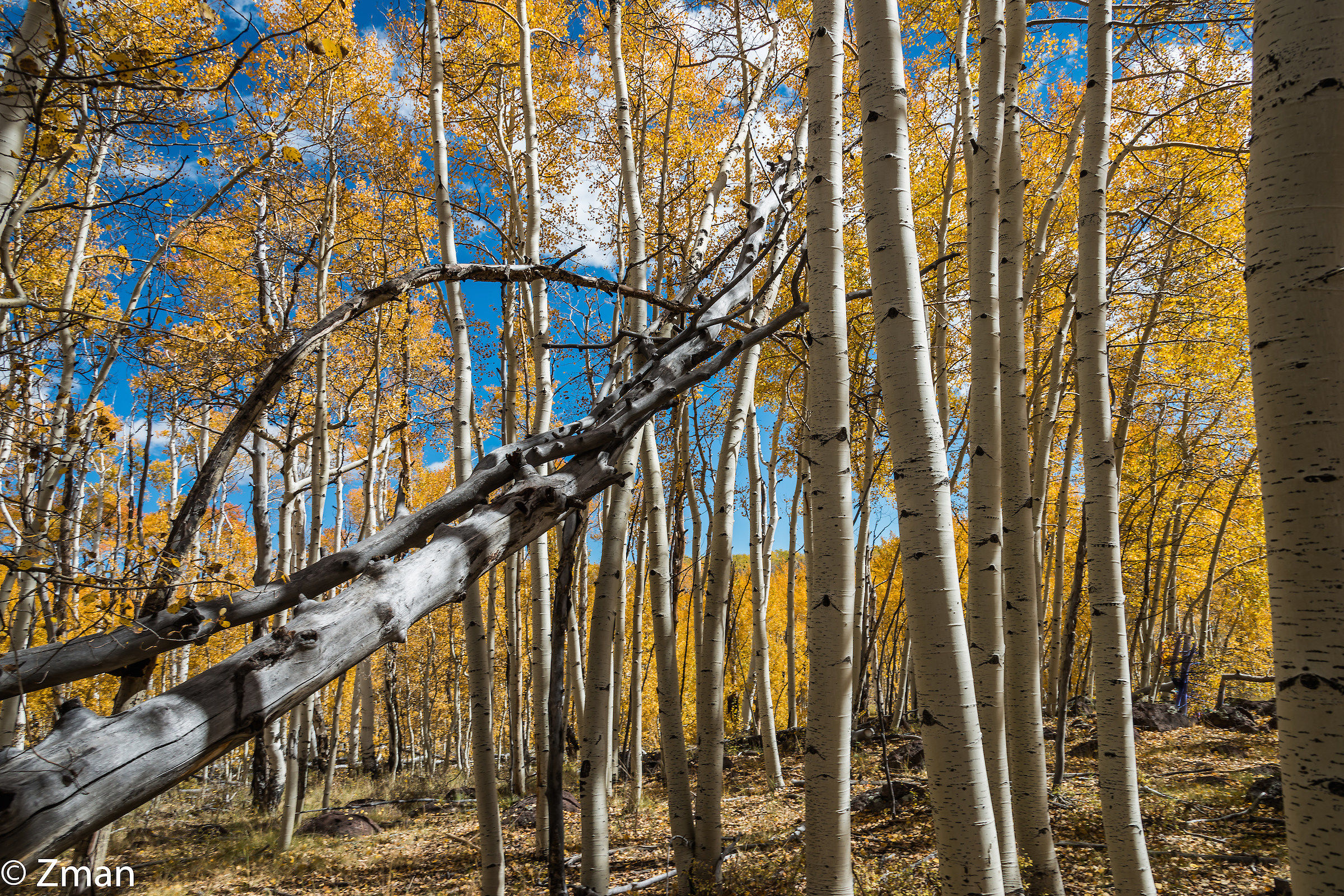 Aspen Trees