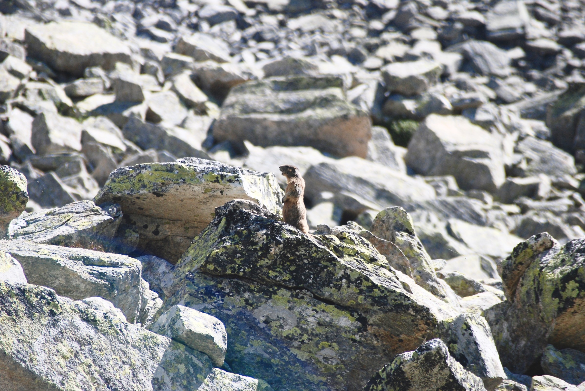 Marmot alarm