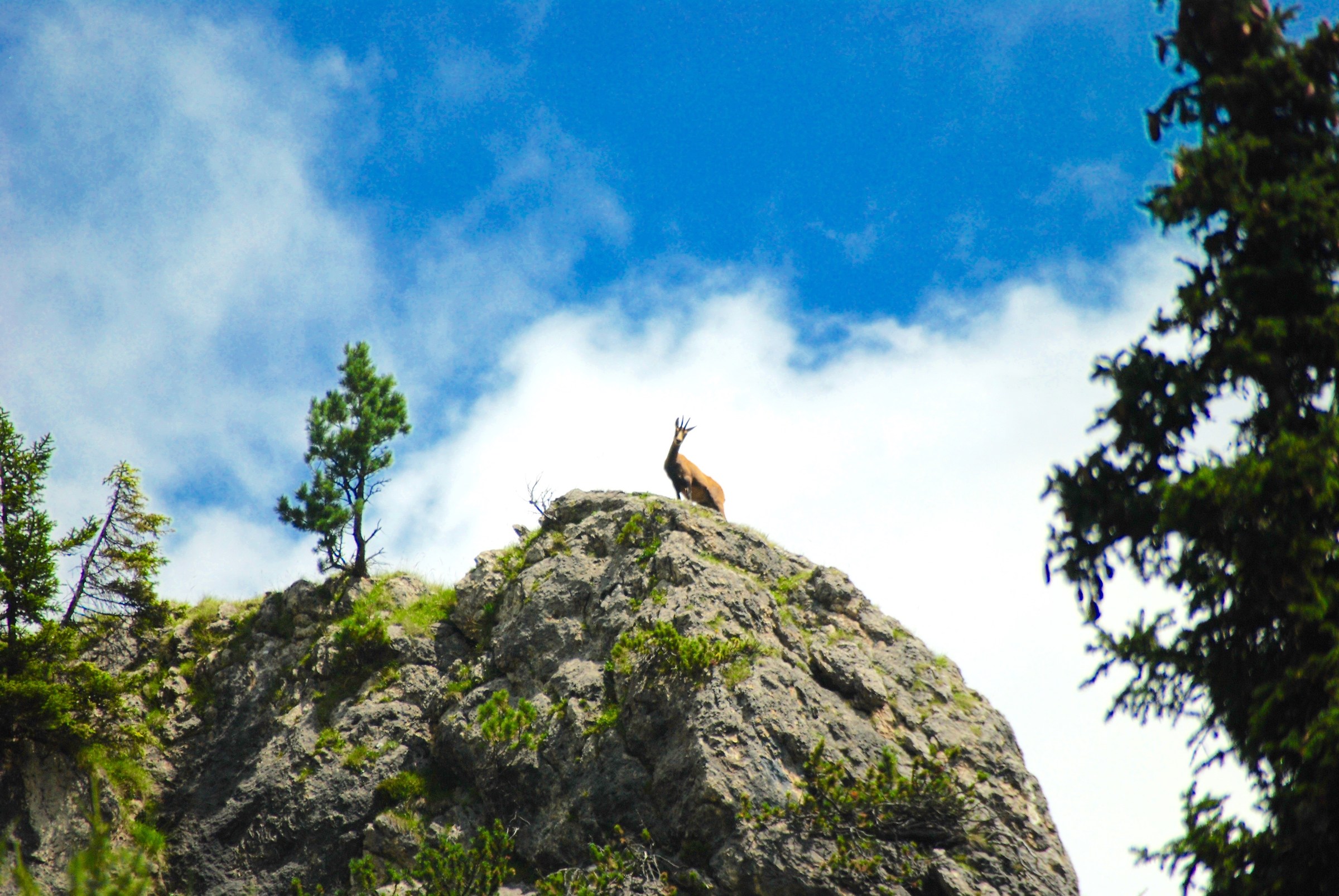 Checked over by a deer