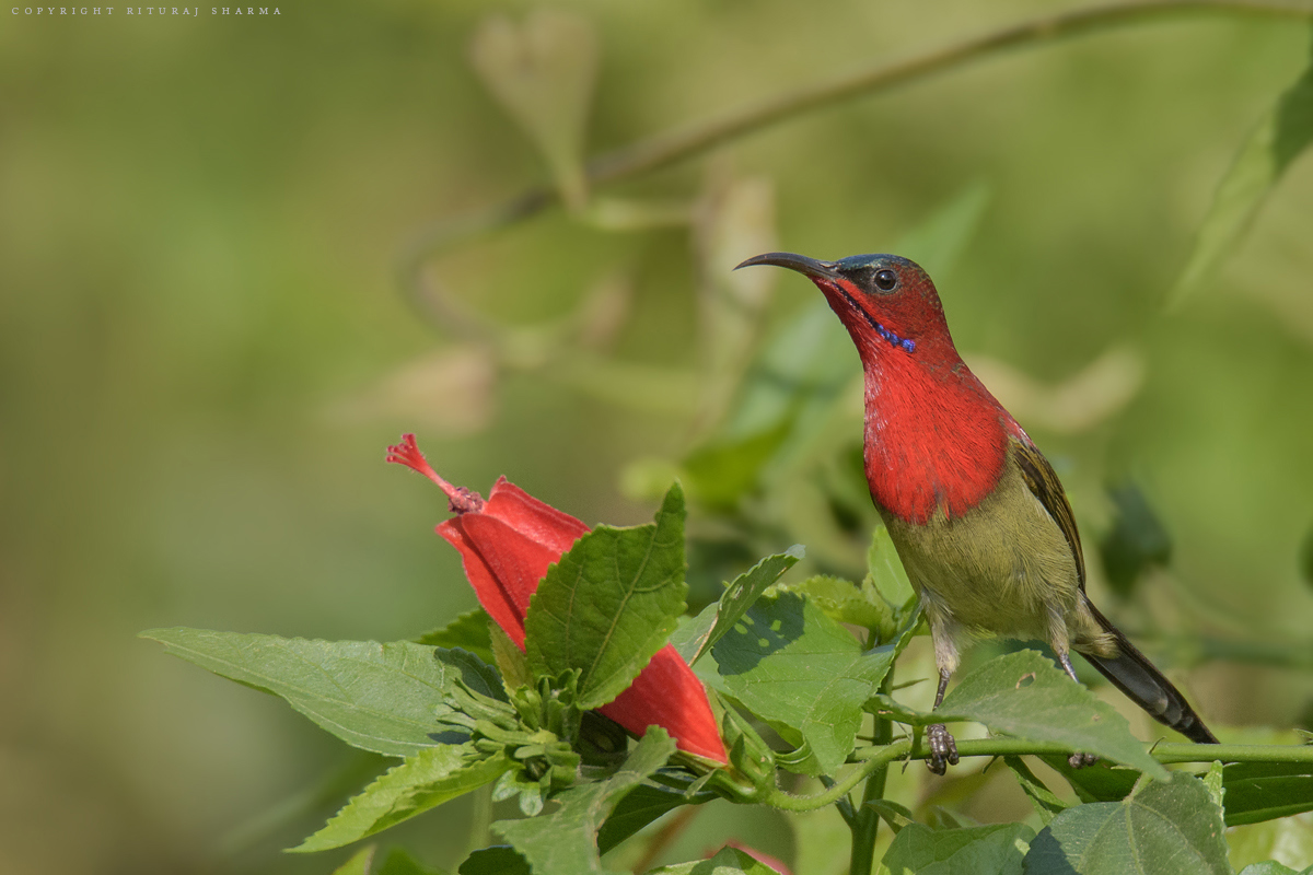 Crimson Sunbird