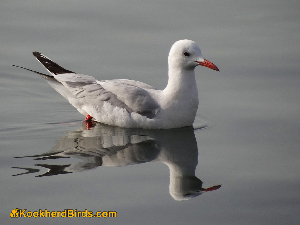Snella fatturati Gull