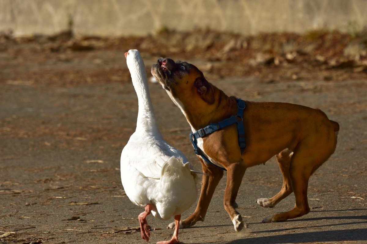 ............ kill what you're ugly .....