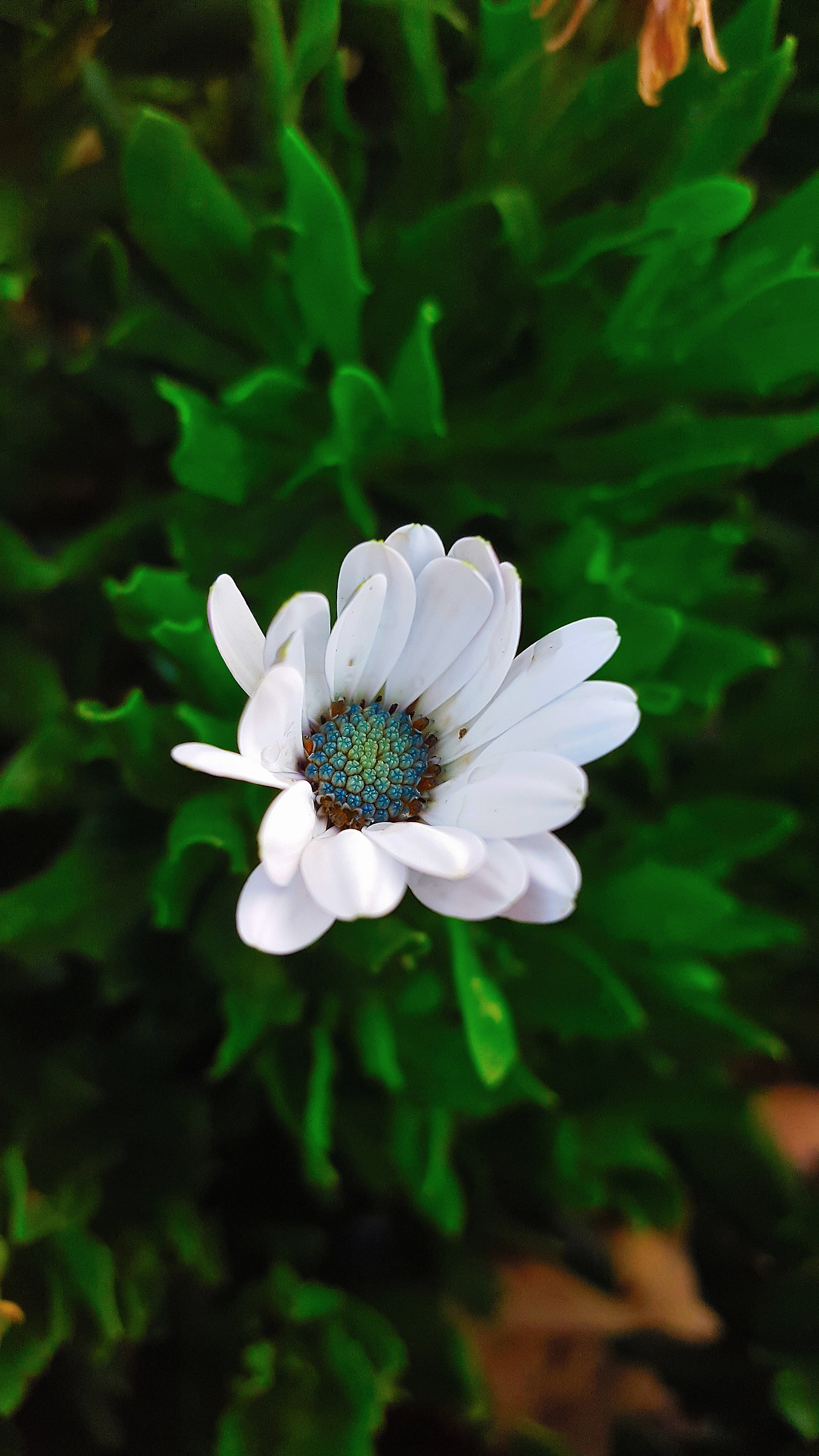 "Esperimento" macro con S6