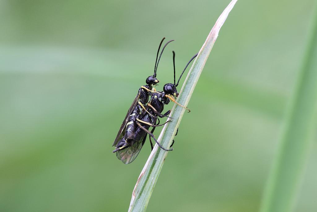 Cephid Sawflies accoppiamento