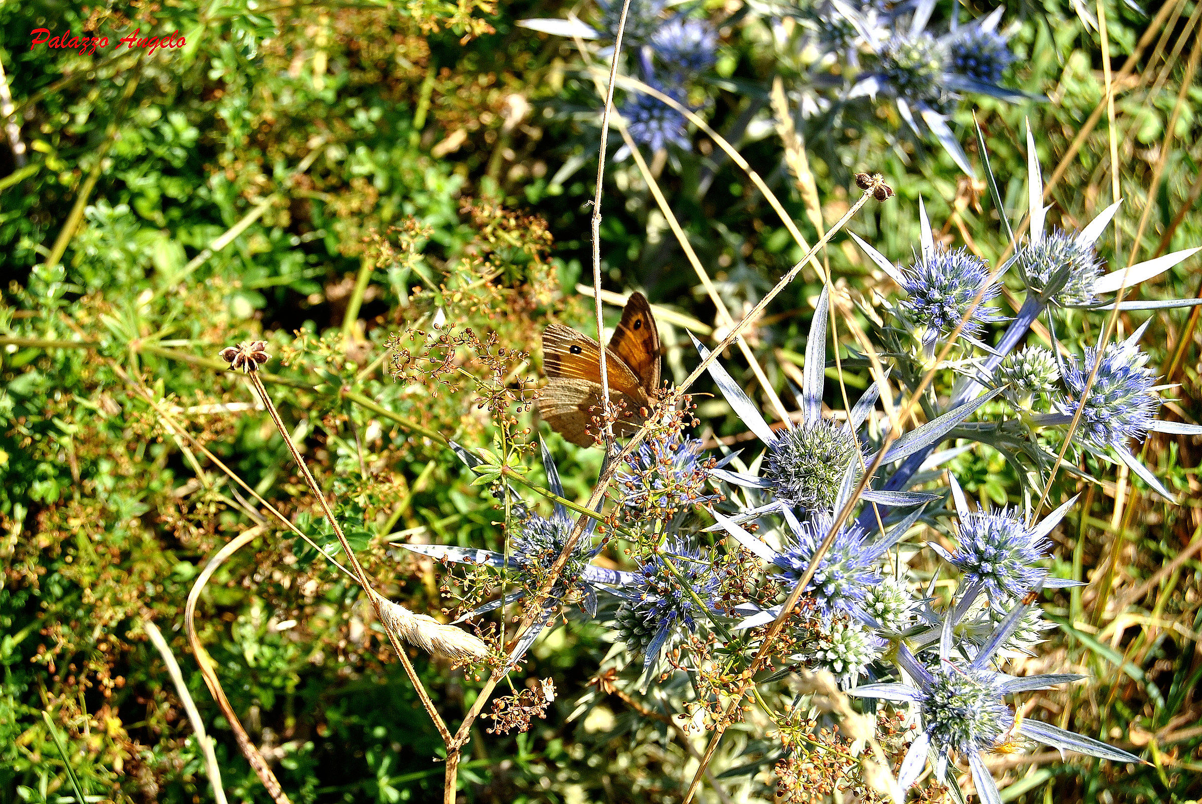 Farfalla tra i cardi