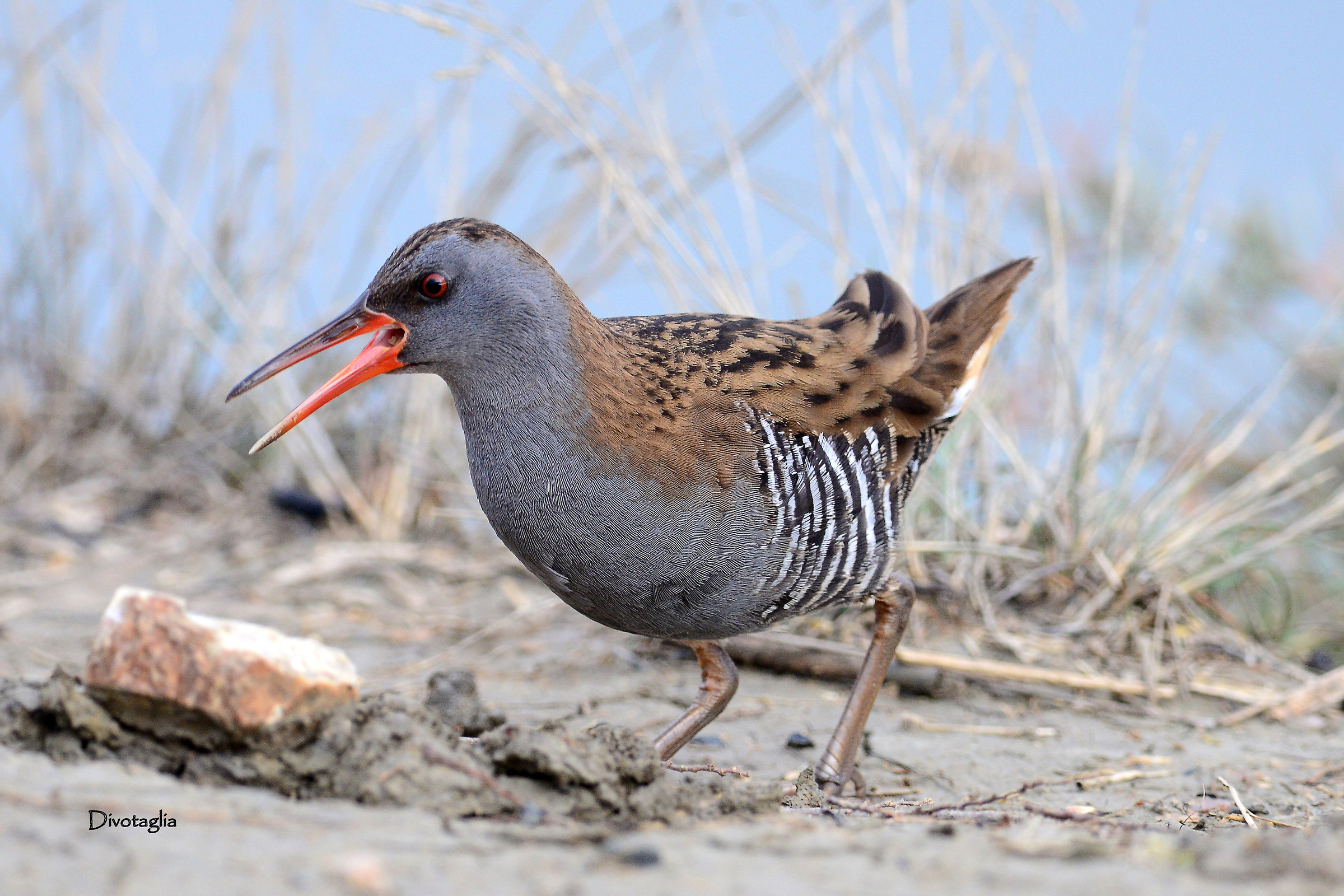 Porciglione slightly inc ...... angry