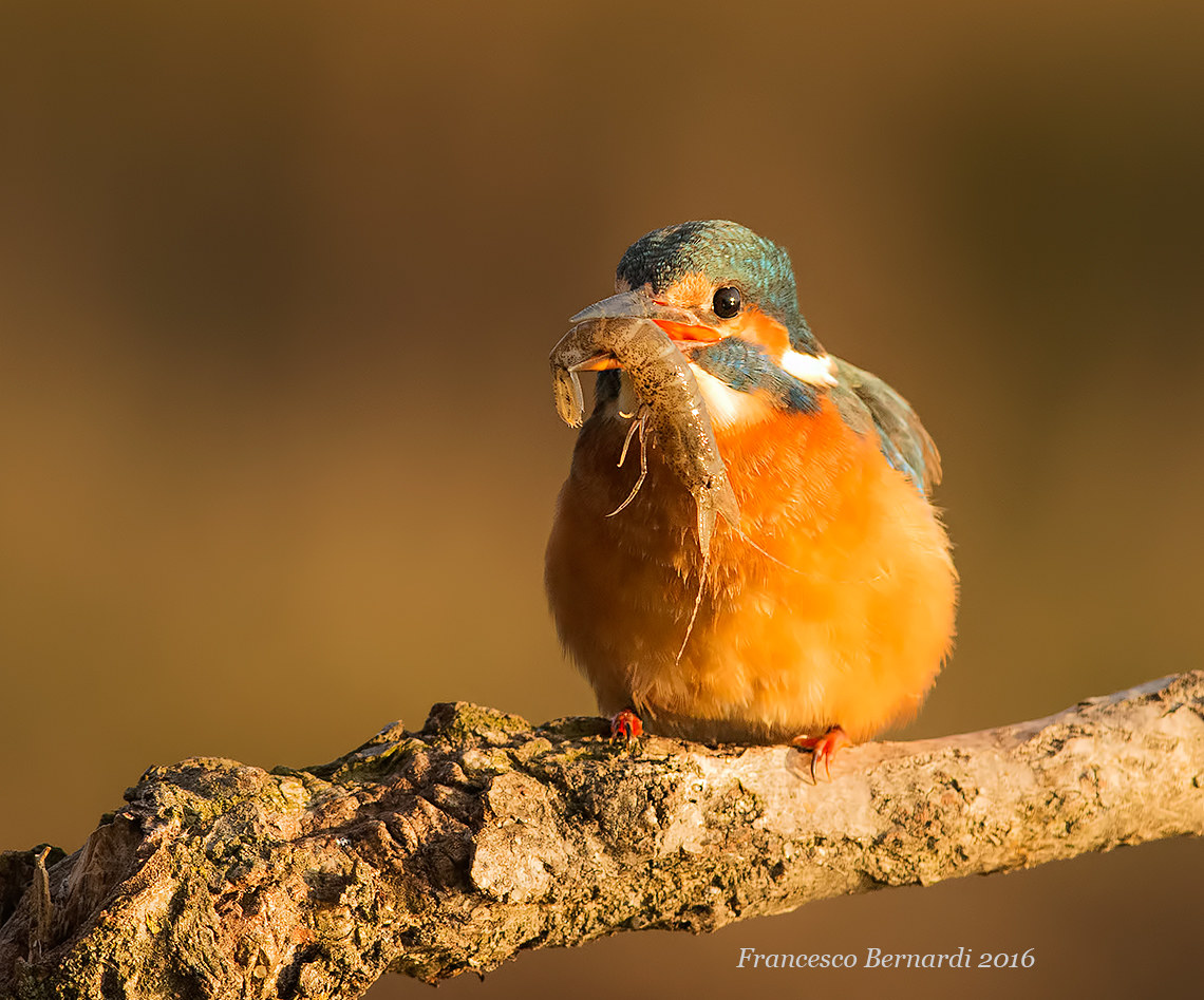 Martin Pescatore con Gamberetto