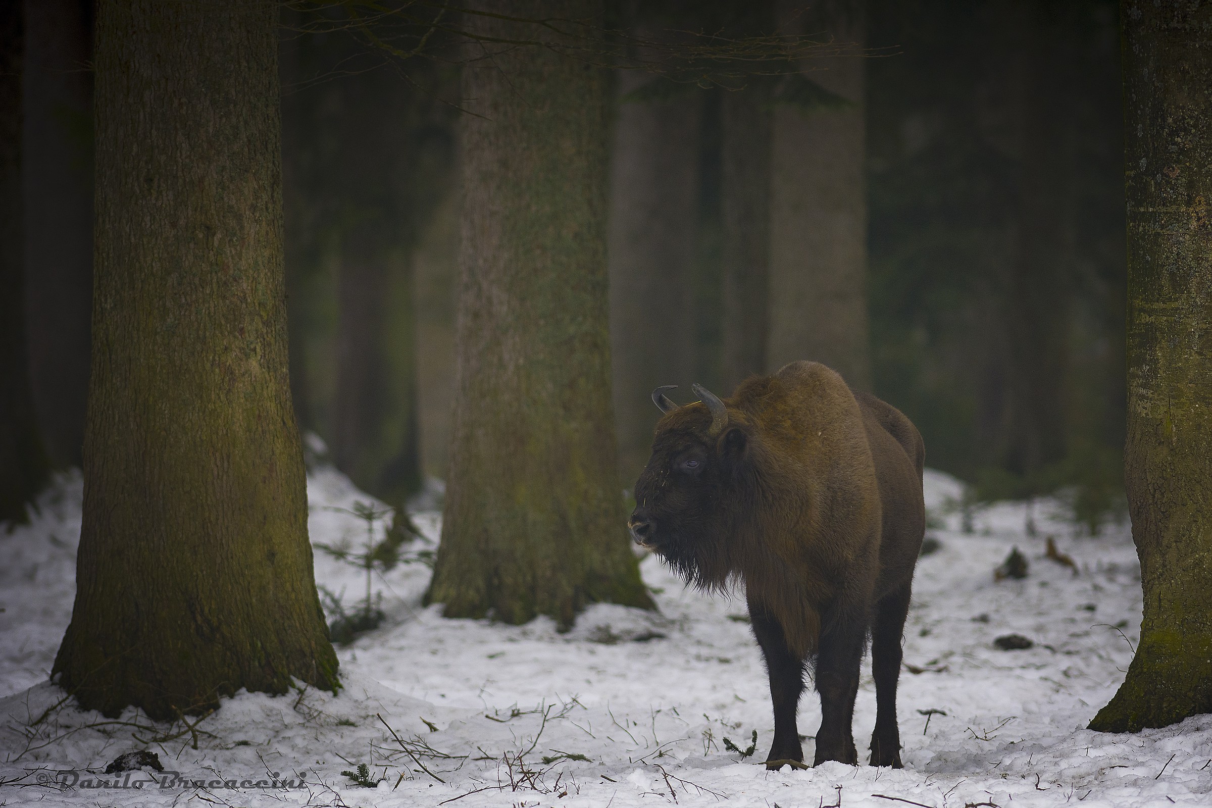 European bison