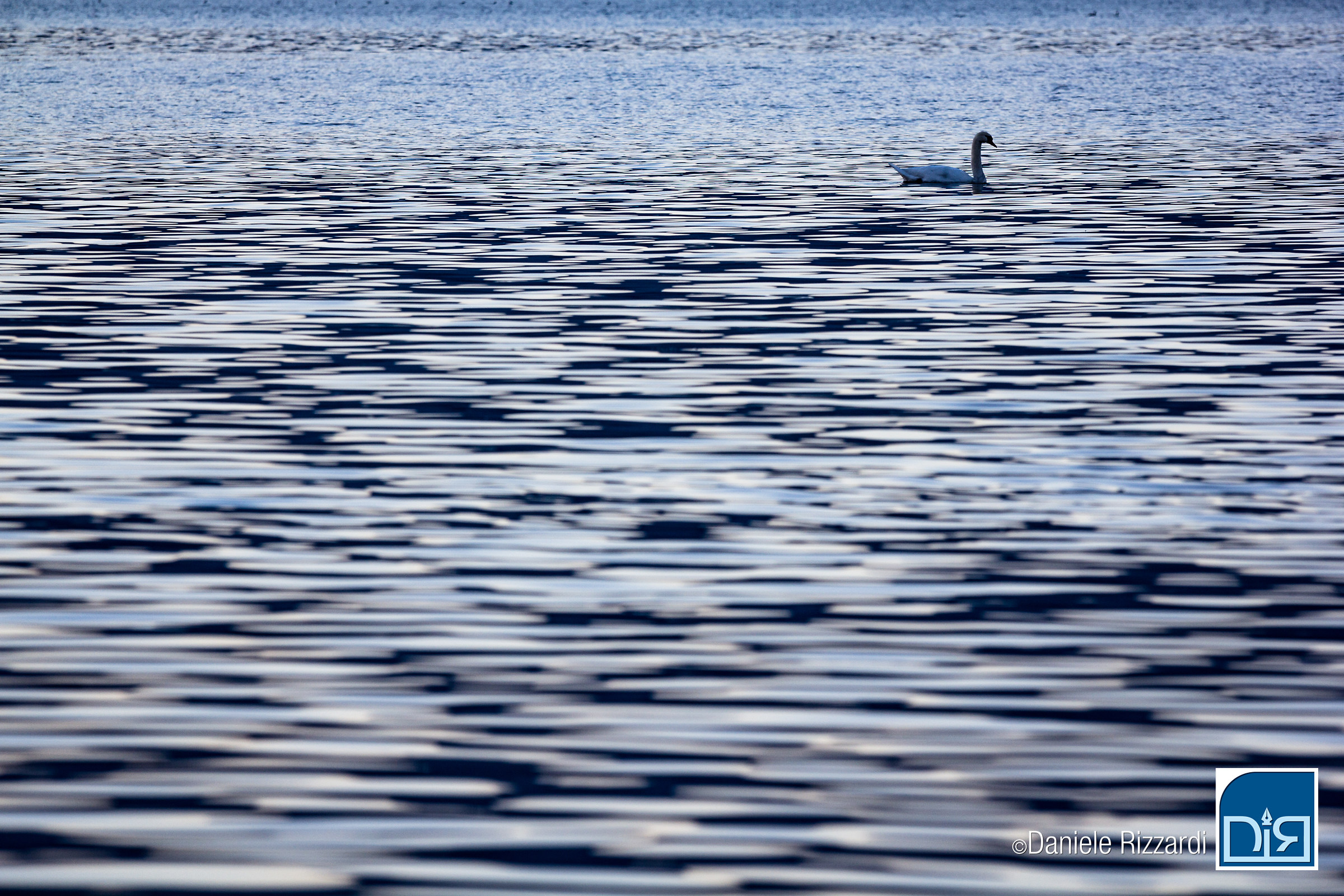 Cigno solitario