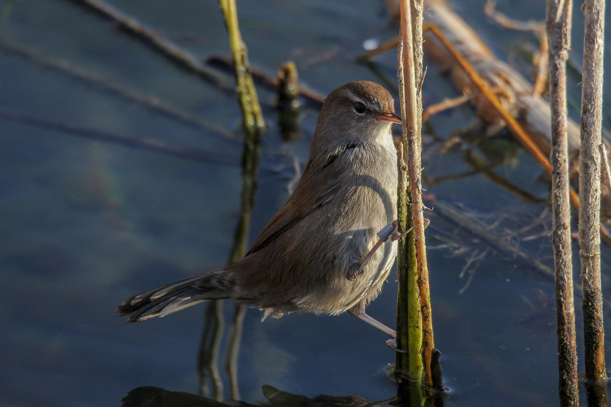 Cetti's warbler