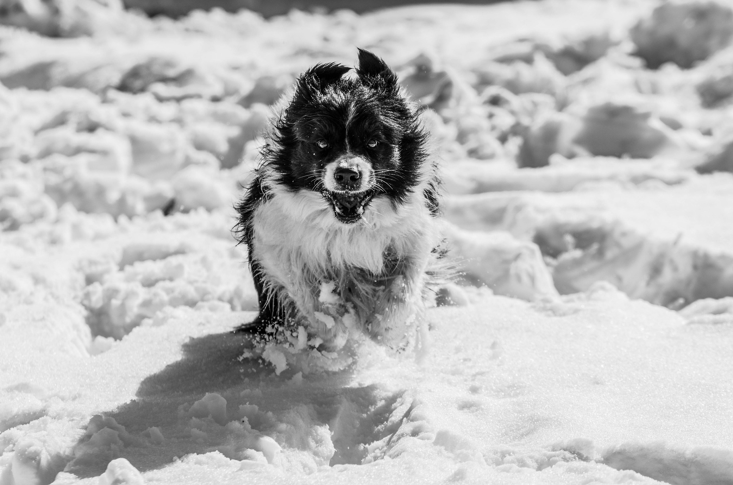 the border of the snow