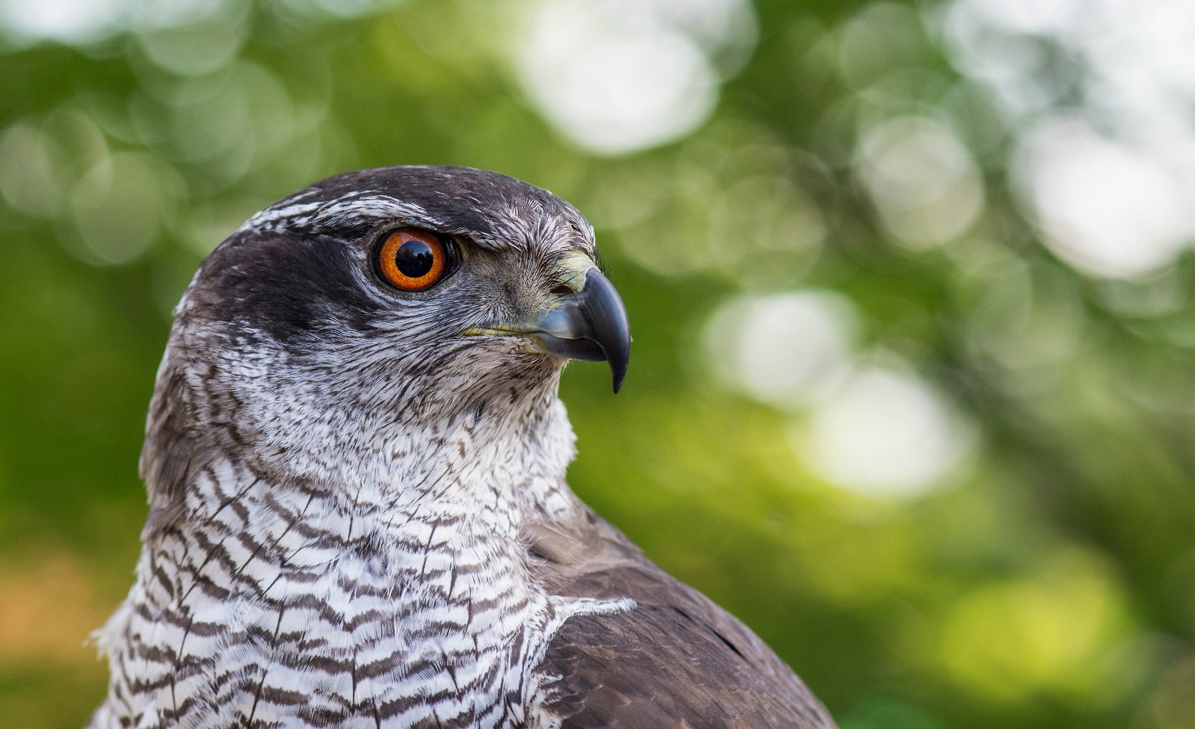 Goshawk
