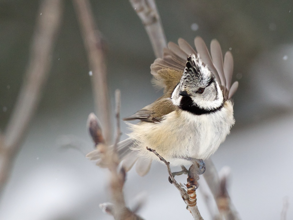 crested tit