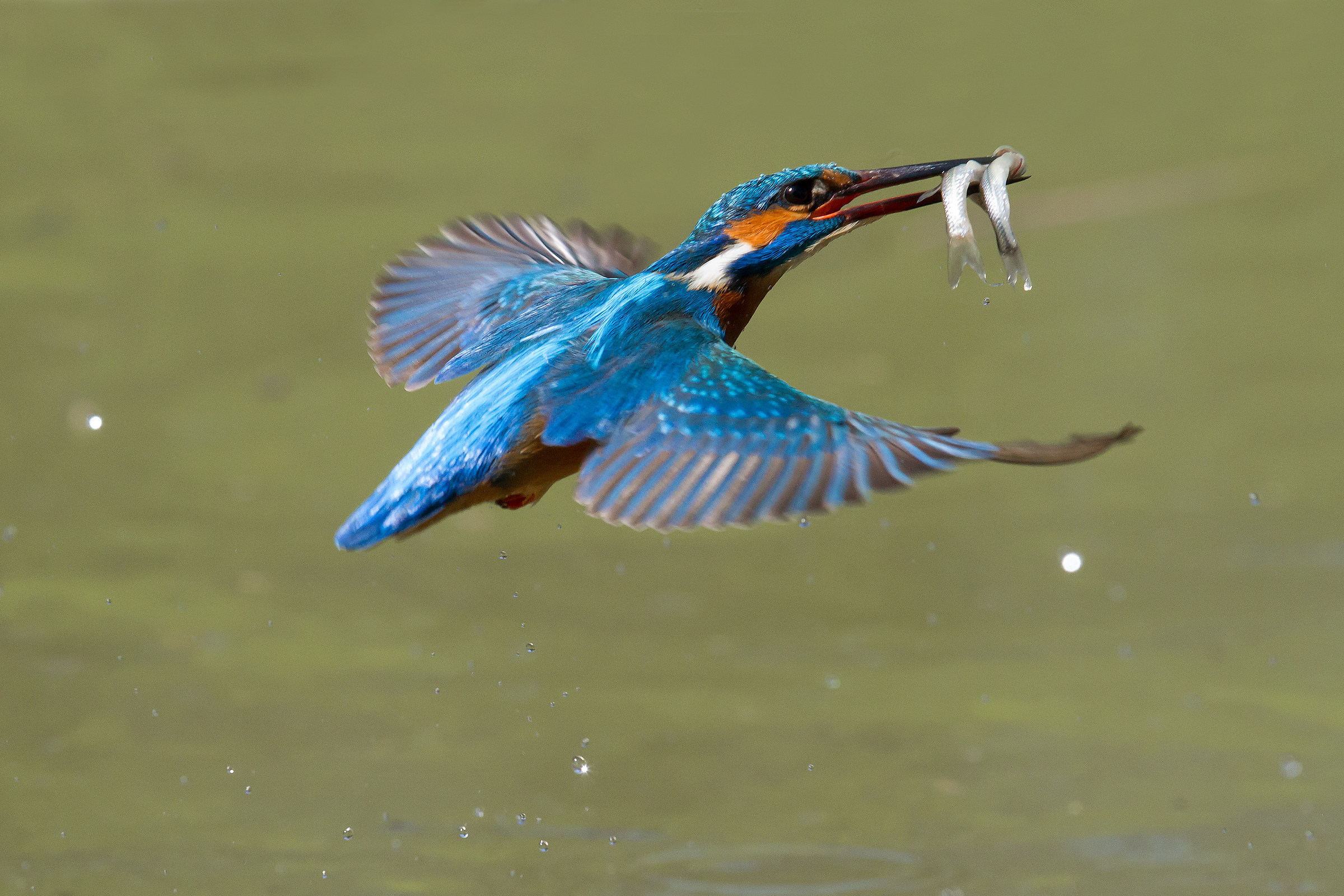 Il martino e la doppia cattura - alcedo atthis