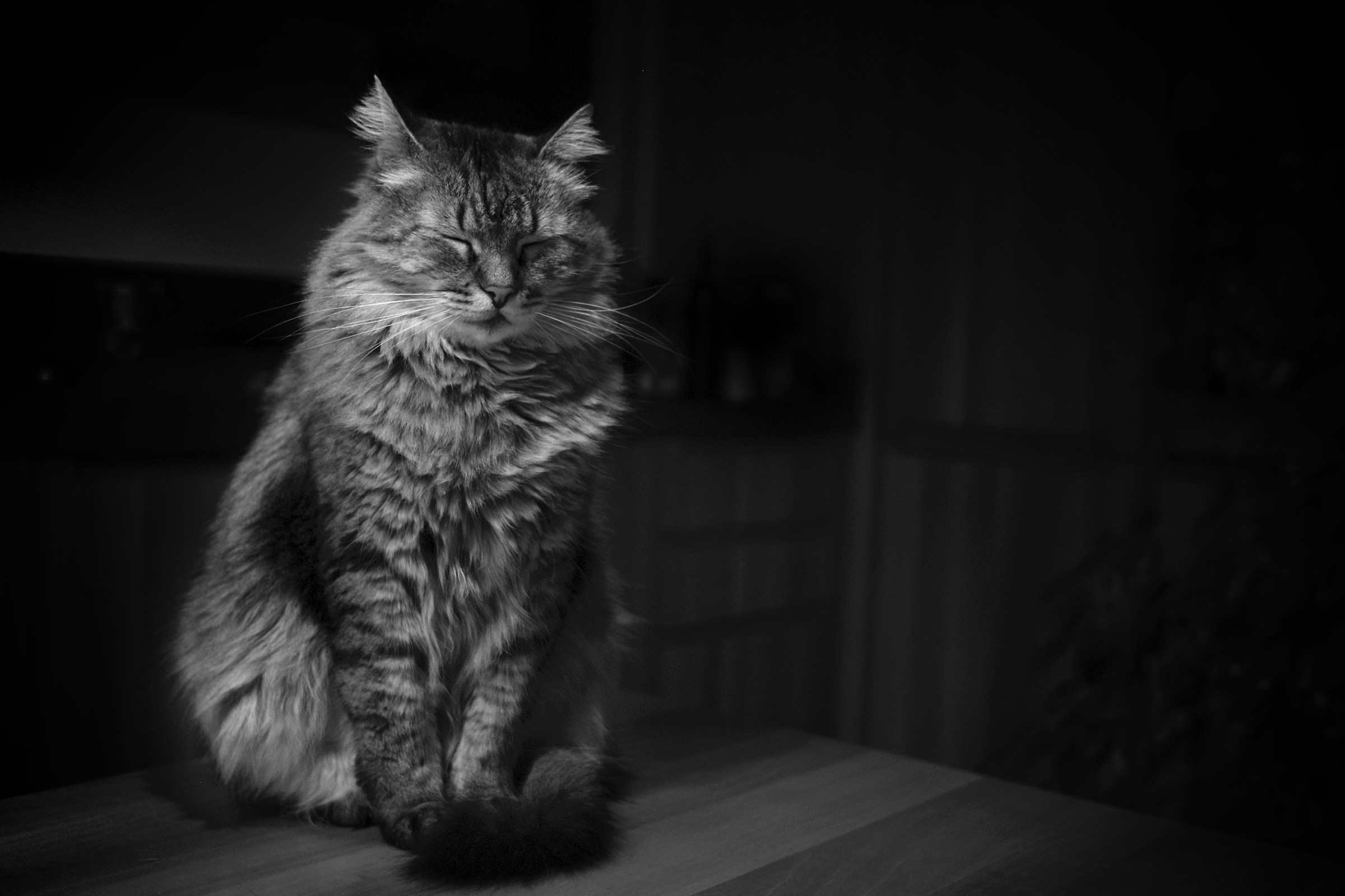 Ray (Maine Coon)