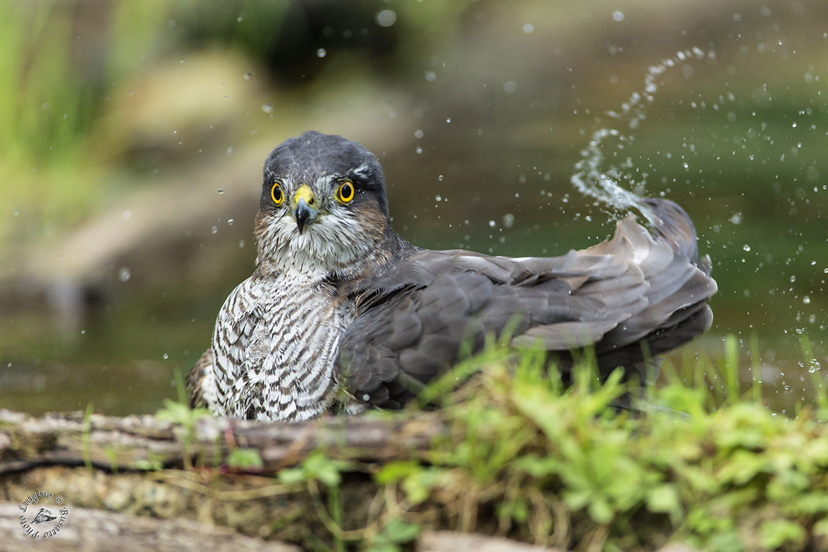 Sparrowhawk .....