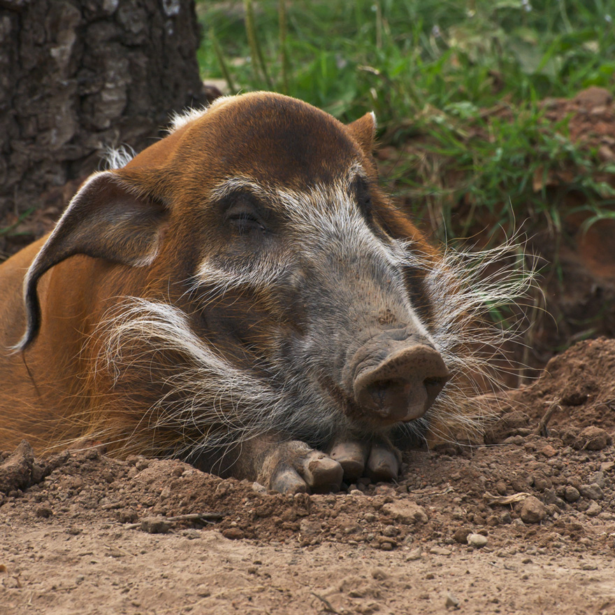 Bush pig