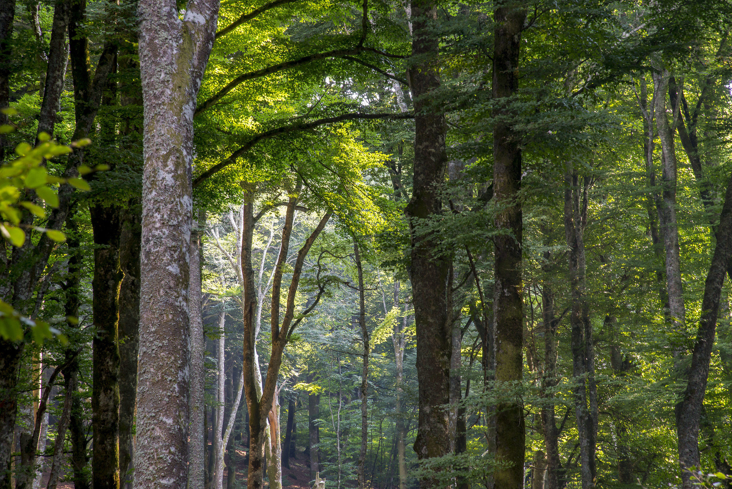 Faggeta dei Monti Cimini - ( Vt )