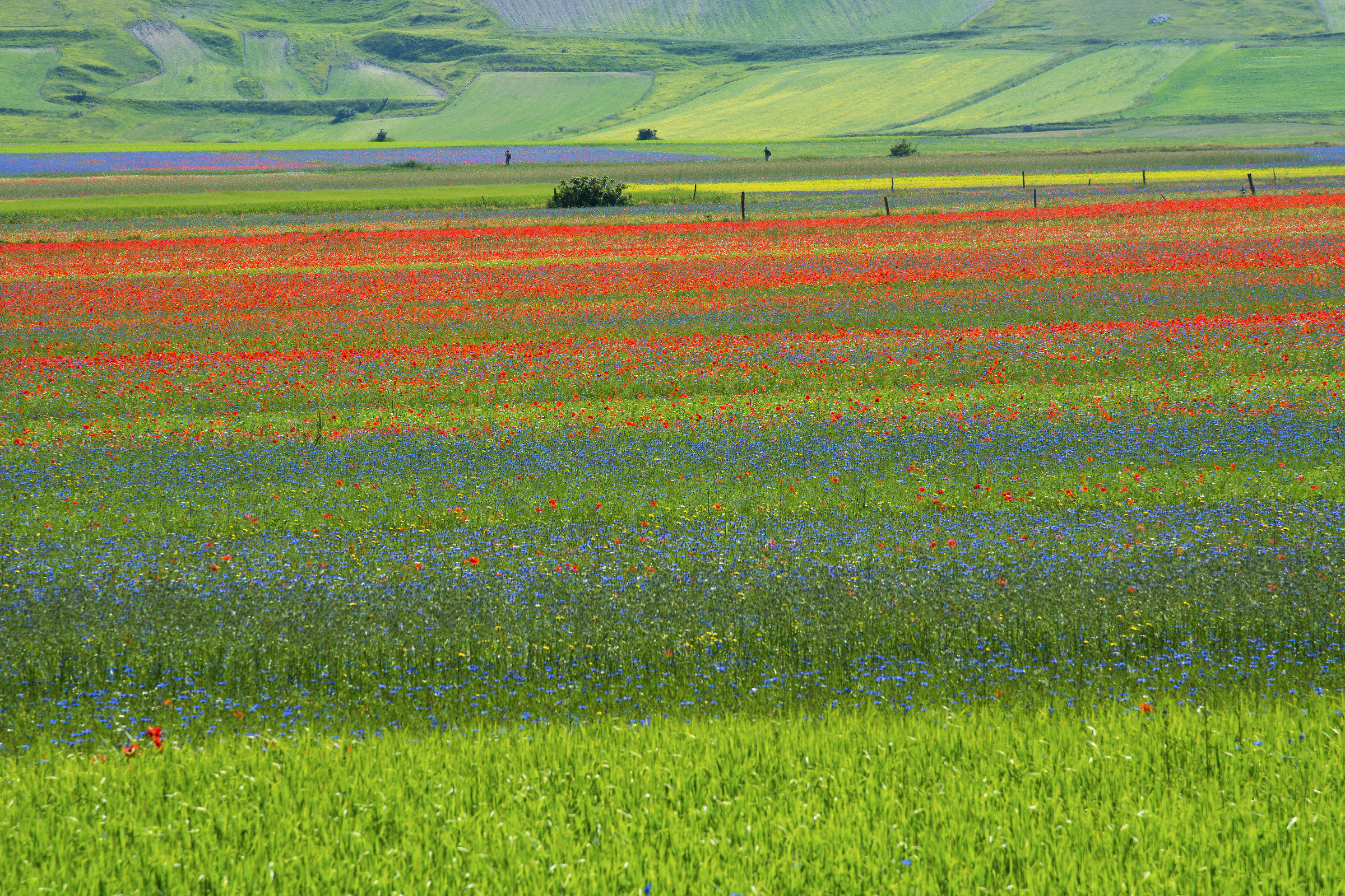 Castelluccio di Norcia - ( Pg )
