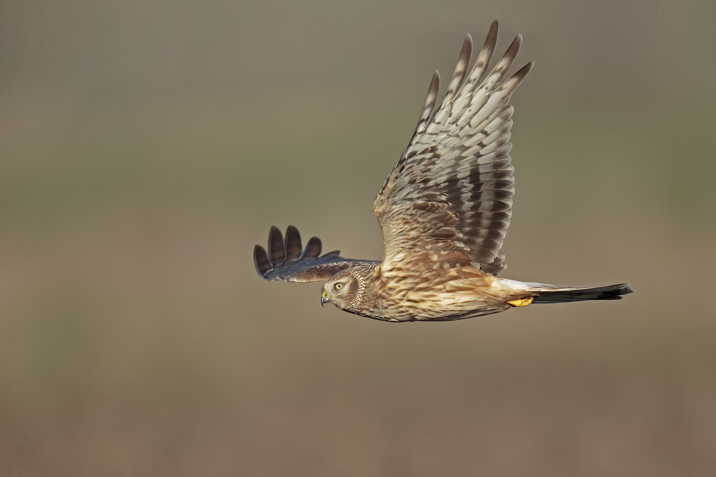 Albanella reale femmina