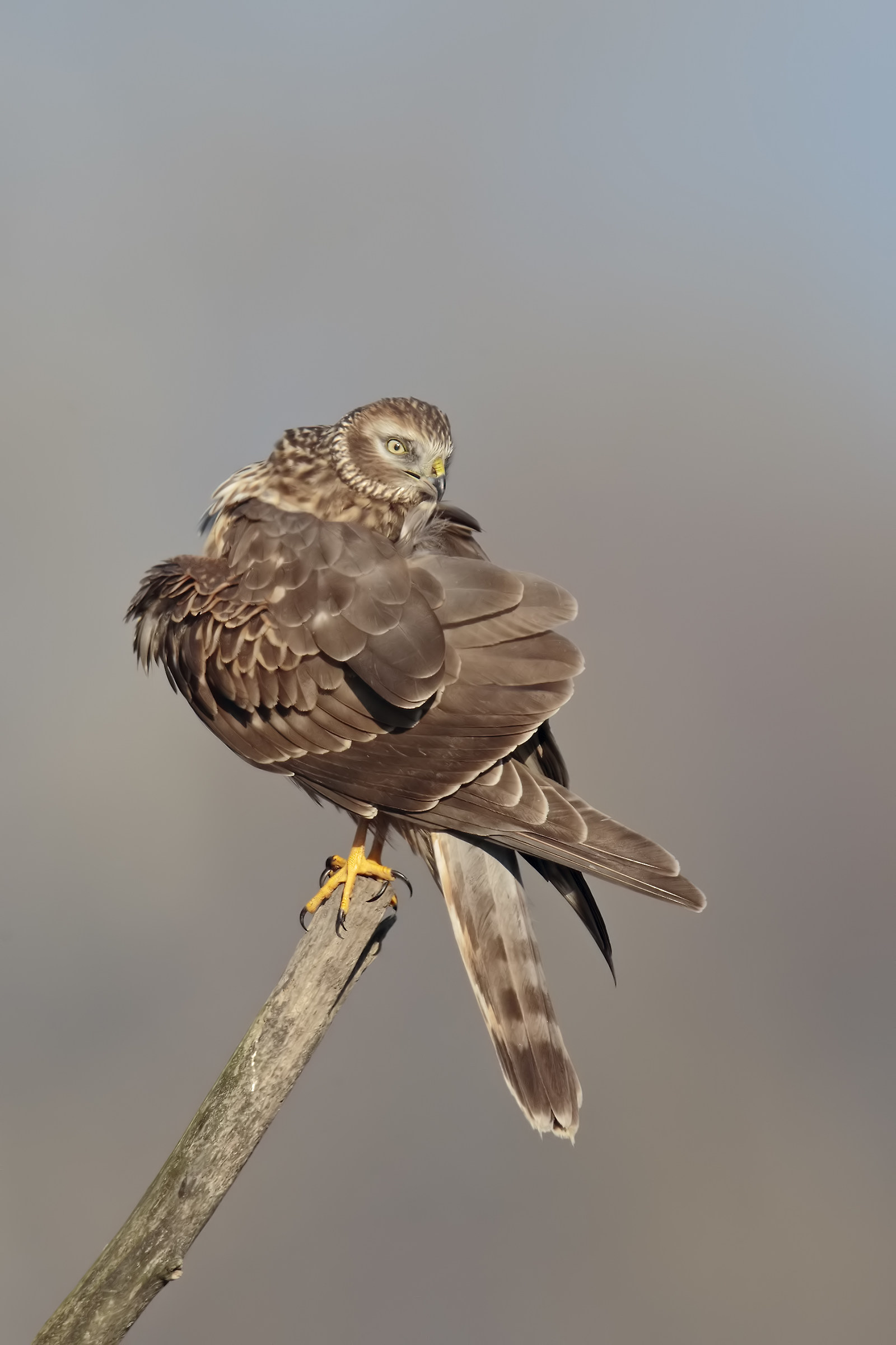 Albanella reale femmina