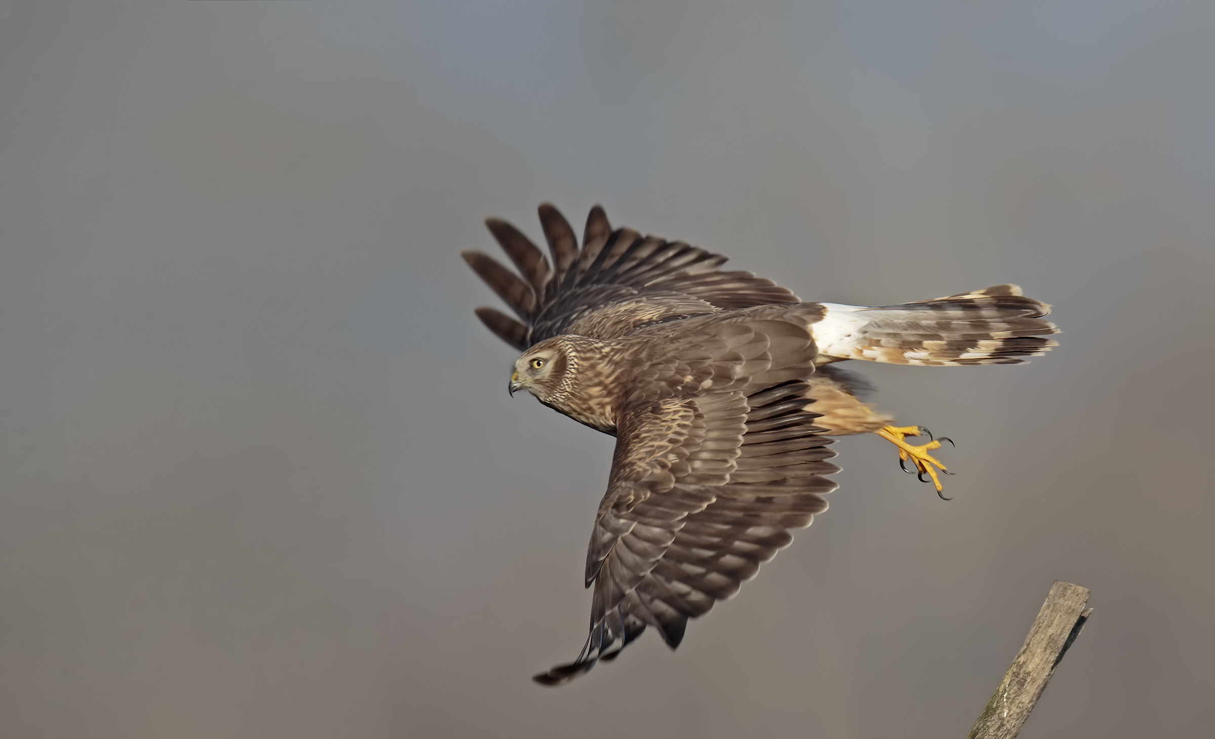 Albanella reale femmina