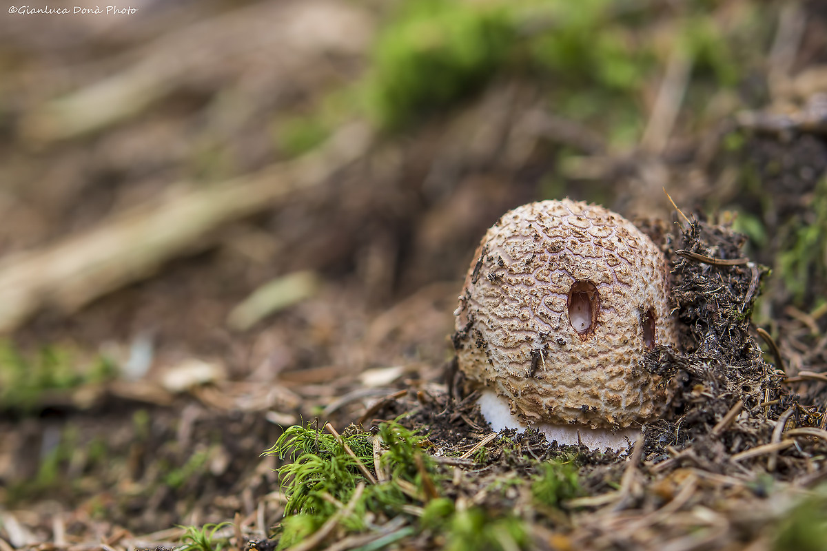 Amanita rubescens Pers. 1797