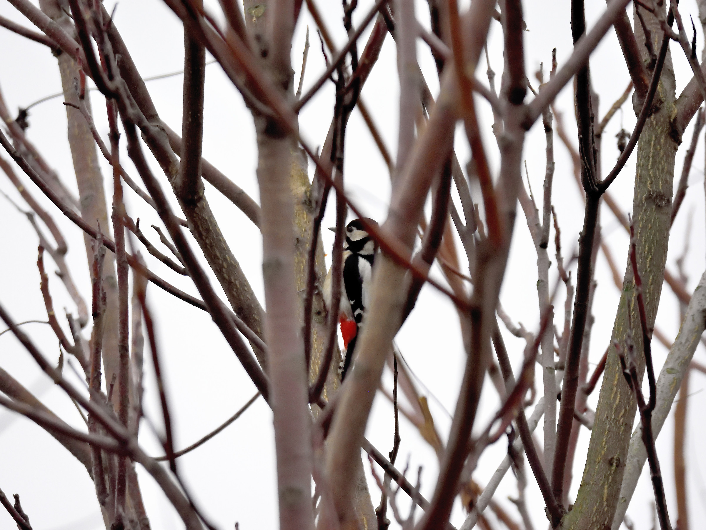 woodpecker